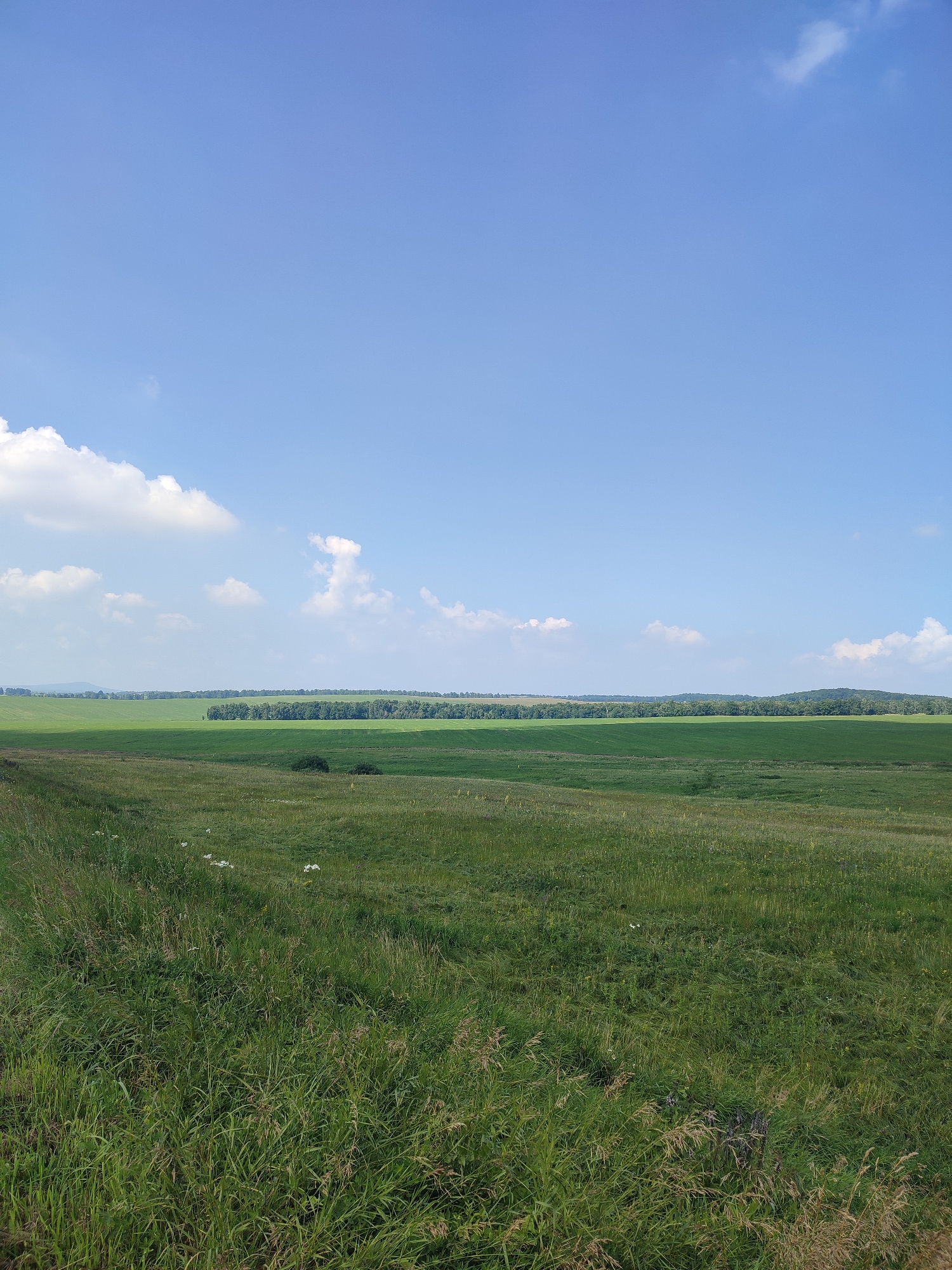 The image depicts a wide-angle view of a vast, rolling green landscape under a bright blue sky with scattered white clouds. The foreground is dominated by tall, uneven green grass with some dried stalks. In the mid-ground, the terrain slopes gently, revealing more cultivated green fields. A line of dense green trees forms a horizontal band across the middle distance, separating the cultivated fields from what appears to be a slightly more elevated, forested background. The horizon is a soft transition between the green land and the blue sky. The overall impression is one of an open, rural, and natural environment. This scene is located in the city of Yamansarovo, Russia.