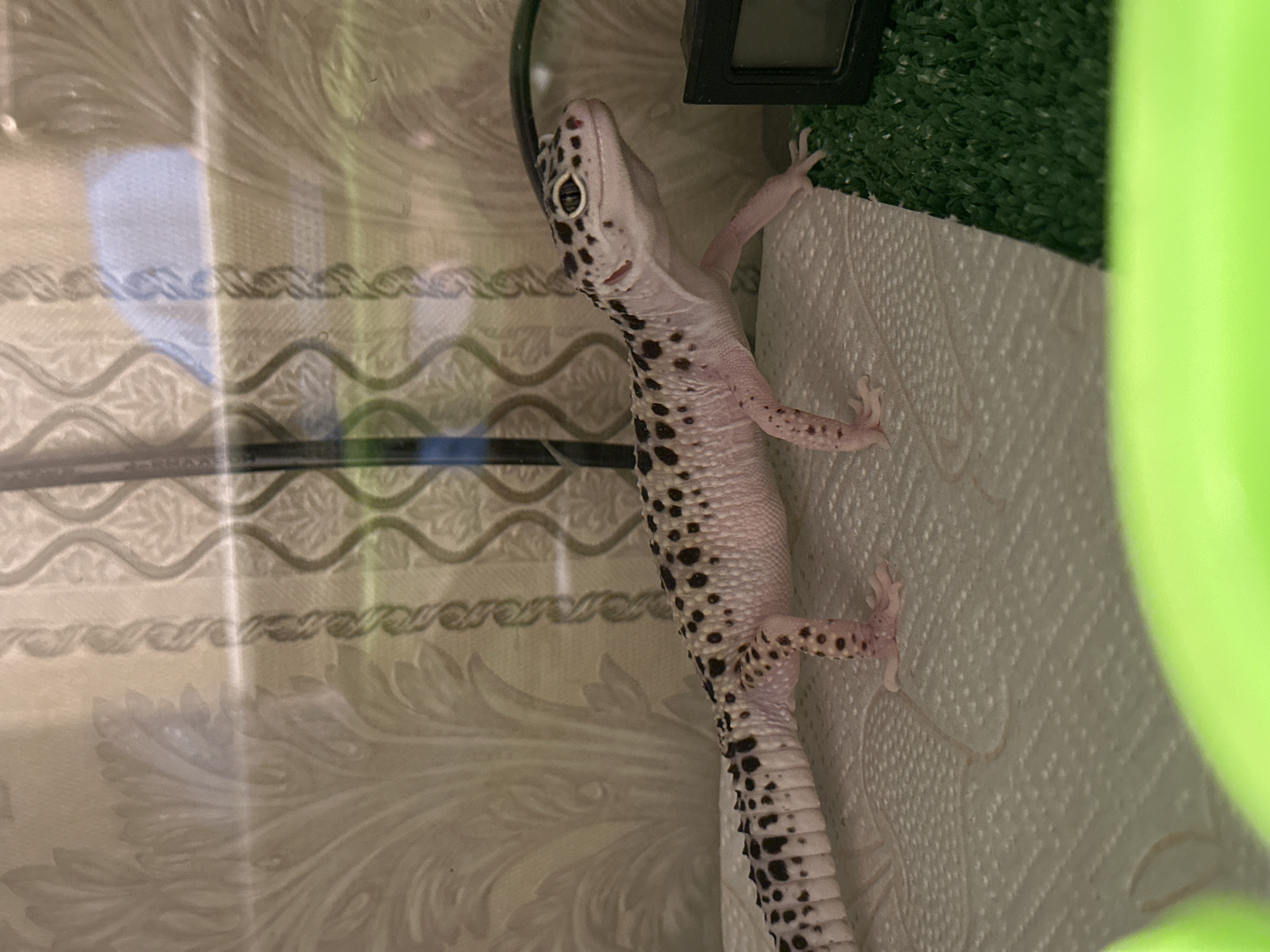 A leopard gecko, identified by its pale pinkish-white body with numerous distinct black spots and bands across its head, torso, and tail, stands centered within a clear glass or acrylic enclosure. Its head is slightly raised, and it faces the right side of the frame. The gecko's substrate consists primarily of textured white paper towels, with a transition to a square of green artificial turf on the right. A small, black, rectangular digital display unit rests on the artificial turf. The background, visible through the enclosure, features patterned wallpaper in muted beige or light grey tones, displaying recurring floral or leaf-like motifs and vertical decorative bands. The scene is illuminated, with reflections present on the enclosure's surface. The location is Moscow, Russia.