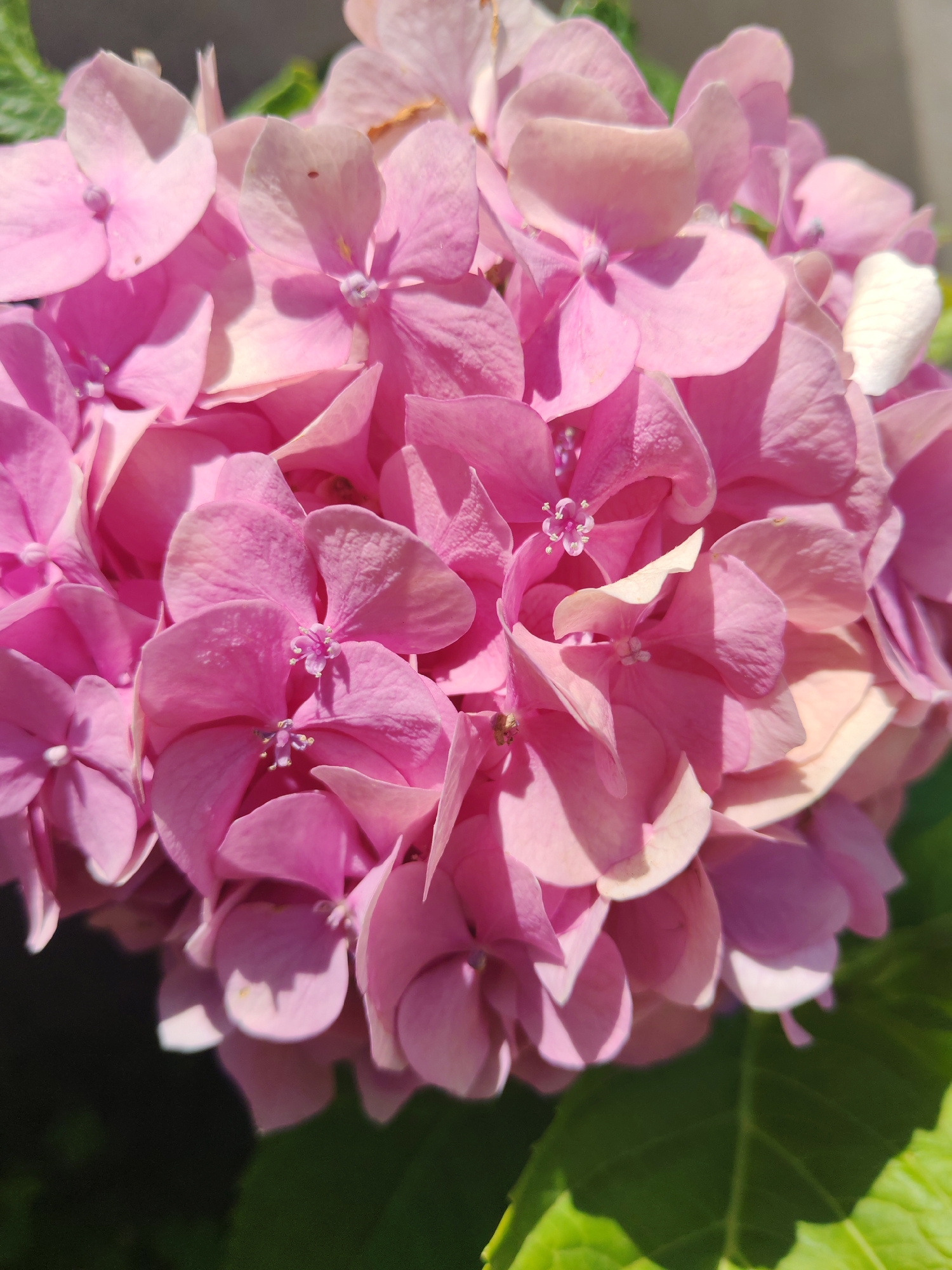 A close-up, overhead shot captures a cluster of vibrant pink hydrangea flowers. The petals are delicate and layered, with some appearing slightly translucent where they catch the sunlight. The center of each small flower within the cluster reveals tiny stamen. The background is softly blurred, with hints of green foliage and a gray, indistinct surface. The image is sharply focused on the intricate details of the hydrangeas, highlighting their soft texture and varied shades of pink. The location is Sabunchu Raion, Azerbaijan.