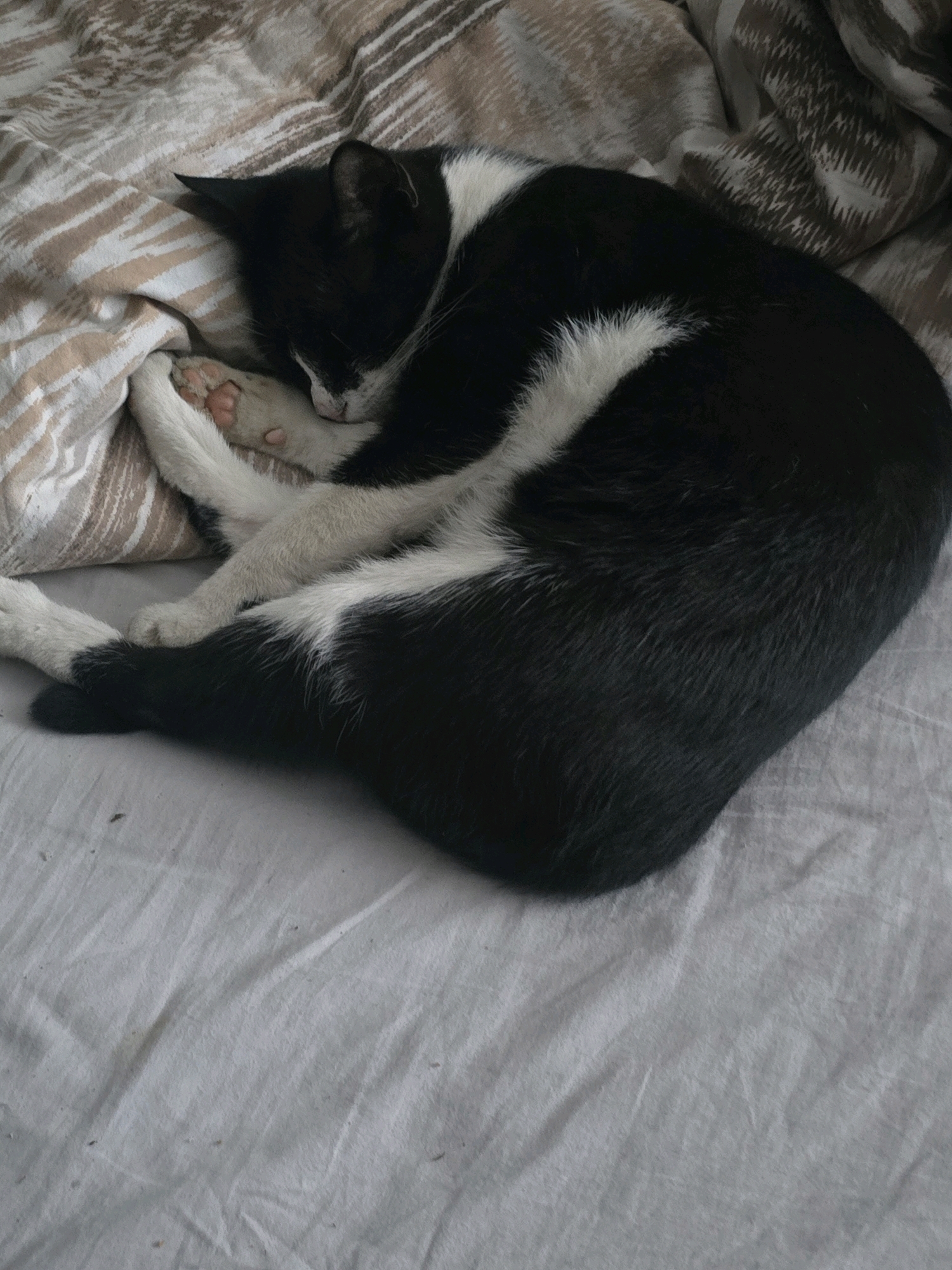 A black and white cat is curled up asleep on a bed. The cat's fur is mostly black with a white stripe down its back and white paws. The bed is covered with a patterned duvet and a white sheet. The scene appears to be indoors, likely in a residential setting. The image does not provide any specific information about the city of Podgorica, Montenegro.