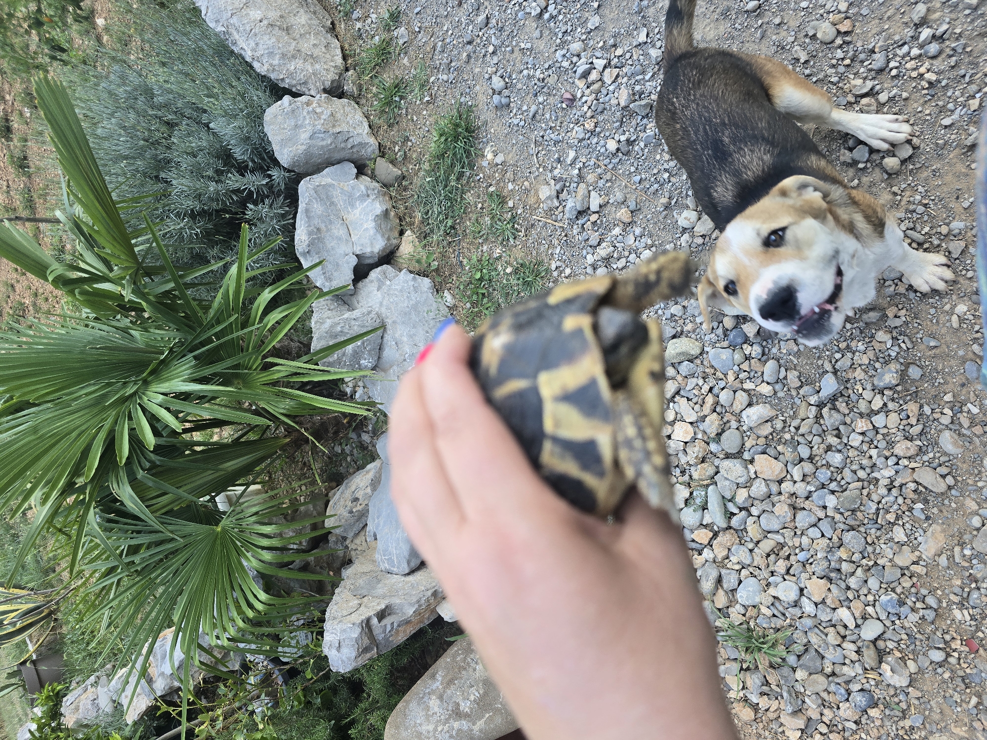 A hand holds a small tortoise above a dog. The tortoise has a patterned shell with yellow and black markings. The dog is looking up at the tortoise with its mouth open and tongue slightly out. The dog is a mixed breed with brown and black fur and white paws. The scene takes place outdoors on a gravelly ground. In the background, there are large rocks, green leafy plants, and a bush with silvery-green leaves. The lighting suggests it is daytime.