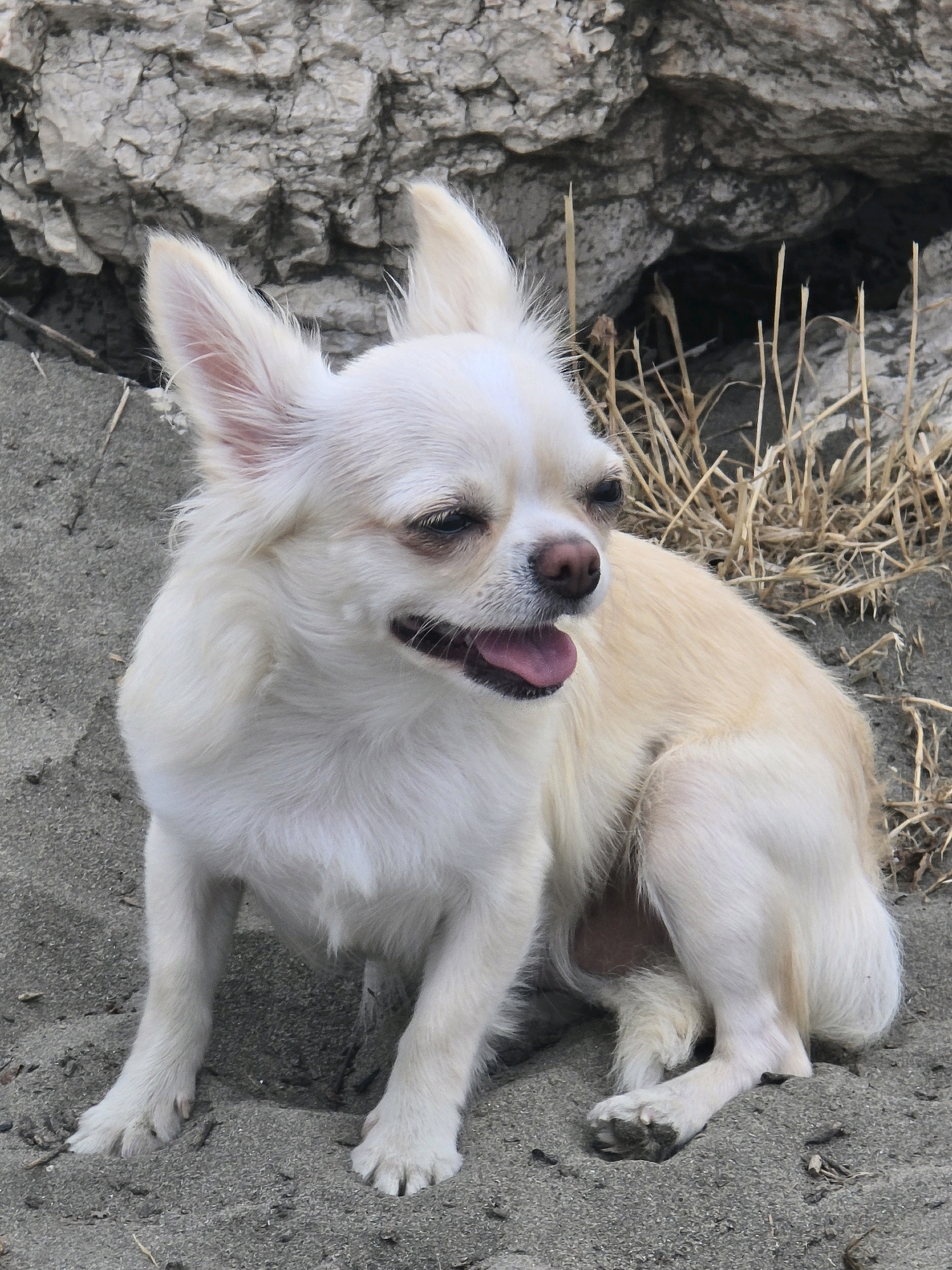 A long-haired, cream-colored chihuahua is sitting on sandy ground in front of a rocky embankment with dry grass. The dog is facing left with its mouth open and tongue visible. The background consists of a rough, grey rock formation with a dark crevice and dry stalks of grass. The ground appears to be sand or dirt with small pebbles and debris. The lighting suggests an outdoor, possibly sunny, environment. There is no indication of the city of Málaga, Spain, in the image.