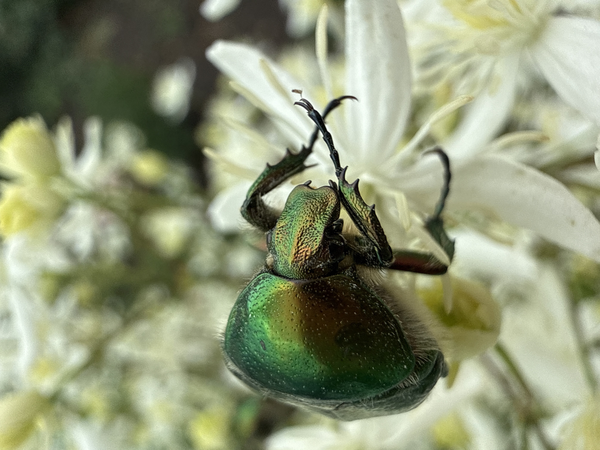This is a close-up, macro photograph of a green beetle on a cluster of white and yellow flowers. The beetle is metallic green with iridescent hues of gold and copper, and its body is textured with small pits. It has prominent antennae and spiky legs. The flowers are delicate with multiple thin petals, some appearing to be in bloom and others as buds or stamens. The background is blurred, suggesting a garden or natural outdoor environment, with hints of green foliage and darker areas that could be soil or shadows. The lighting highlights the beetle's vibrant colors and the textures of both the insect and the flora. The location is identified as Pavlovka, Russia, implying this scene is captured within that geographical area. There are no people visible in the image.