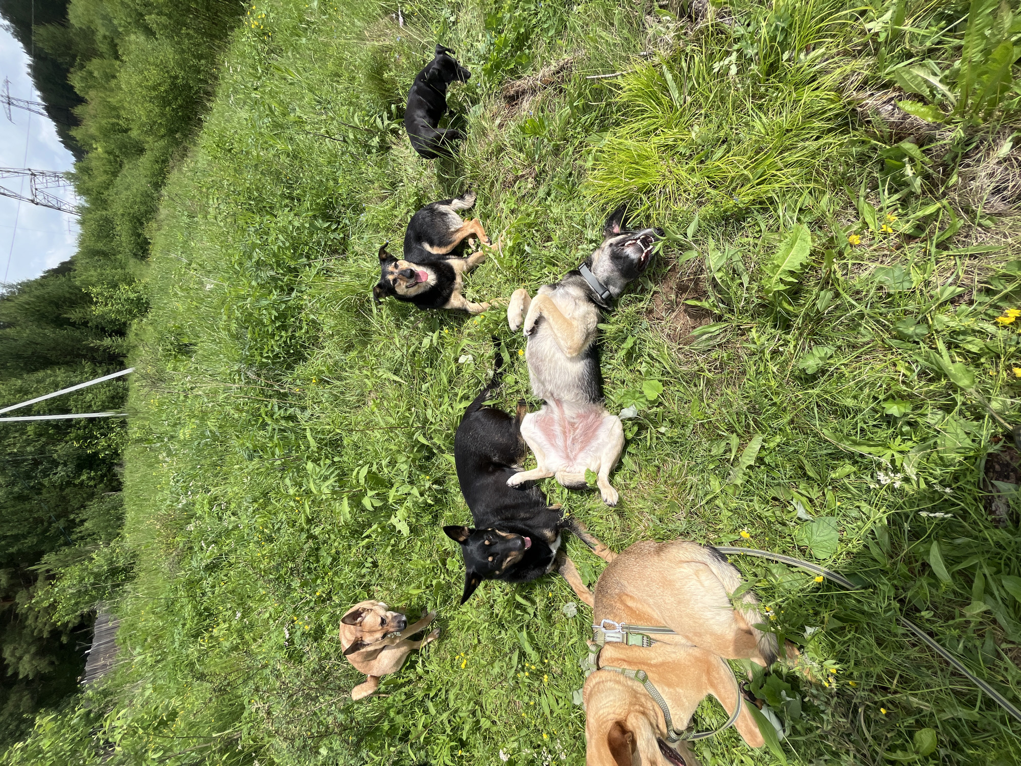 In Nizhny Tagil, Russia, a group of seven dogs are resting and playing in a grassy field. The field is covered in lush green grass and scattered yellow wildflowers. In the background, trees and power lines are visible, suggesting the location is on the outskirts of the city or in a park area. One dog, a tan-colored one, is lying on its back with its paws in the air. Another dog, black and tan, is lying on its side, panting. Two other tan dogs are sitting or lying in the grass. A small black dog is foraging in the grass. The overall scene depicts a relaxed outdoor environment where the dogs are enjoying themselves.