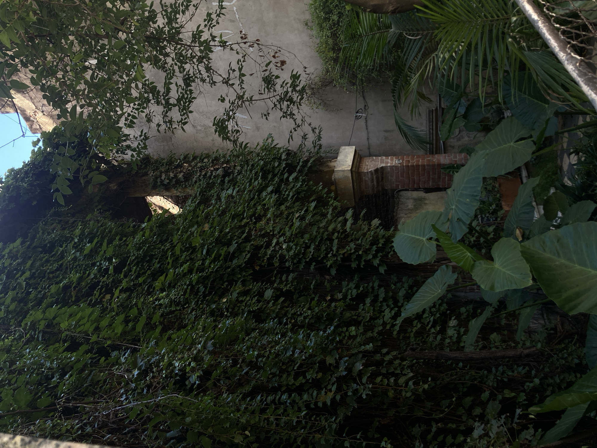 The image captures an overgrown outdoor scene, dominated by dense green foliage intertwining with weathered architectural elements. At the center and left, a thick carpet of ivy clambers across an old, textured concrete or stucco wall. Peeking through the ivy on the left is an arched opening or passage, revealing a bright area beyond, possibly illuminated by sunlight.
Above the ivy and wall, leafy tree branches extend into the frame, their vibrant green leaves contrasting with the pale wall behind them. On the right side of the image, a brick pillar or column rises, partially obscured by the surrounding vegetation. Further right, large-leafed plants, possibly elephant ears, are prominent, and delicate palm fronds are visible, stretching upwards towards a partially visible metal fence or grating at the far right edge. A small patch of clear blue sky can be seen at the top-left corner, indicating it is daytime.
The scene conveys a sense of nature reclaiming man-made structures, creating a tranquil and somewhat secluded atmosphere. No specific activity or event is taking place, and no text is visible. The varied plant life and old architecture suggest a warm climate and a place with some history.