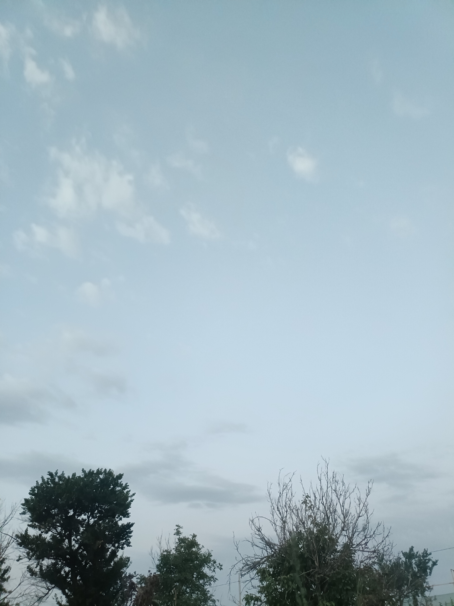 The image captures a view of the sky and treetops. The sky is a pale blue with scattered white clouds. The lower portion of the image shows the tops of several trees. On the left is a large, dark green, leafy tree. To its right is a bare, intricate network of branches from another tree. Further to the right, another tree with dark green foliage is visible. The overall impression is of an outdoor scene, possibly on the outskirts of a city or in a natural setting, with a focus on the sky and vegetation.