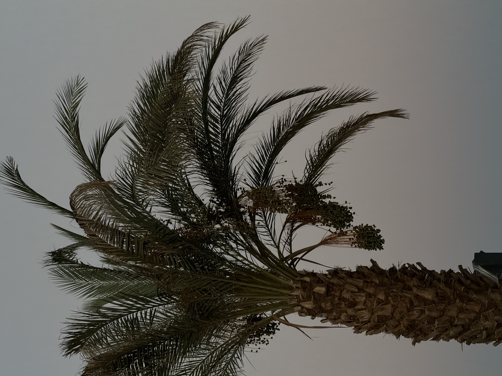 The image displays a close-up, low-angle view of a date palm tree against a muted, overcast sky, likely taken during dusk or dawn in Sharm El Sheikh, Egypt. The textured, brown trunk of the palm tree dominates the lower left portion of the frame, showing a rough, fibrous surface. Lush green fronds extend upwards and outwards, with some showing signs of wilting or drying at the tips. Several clusters of unripe green dates hang from the tree, some partially obscured by the foliage. The overall lighting is dim and diffused, casting a soft, even illumination across the scene. The sky is a uniform pale gray, devoid of any distinct clouds or celestial bodies, suggesting a low light condition. No people or other significant objects are visible in the immediate vicinity of the palm tree.