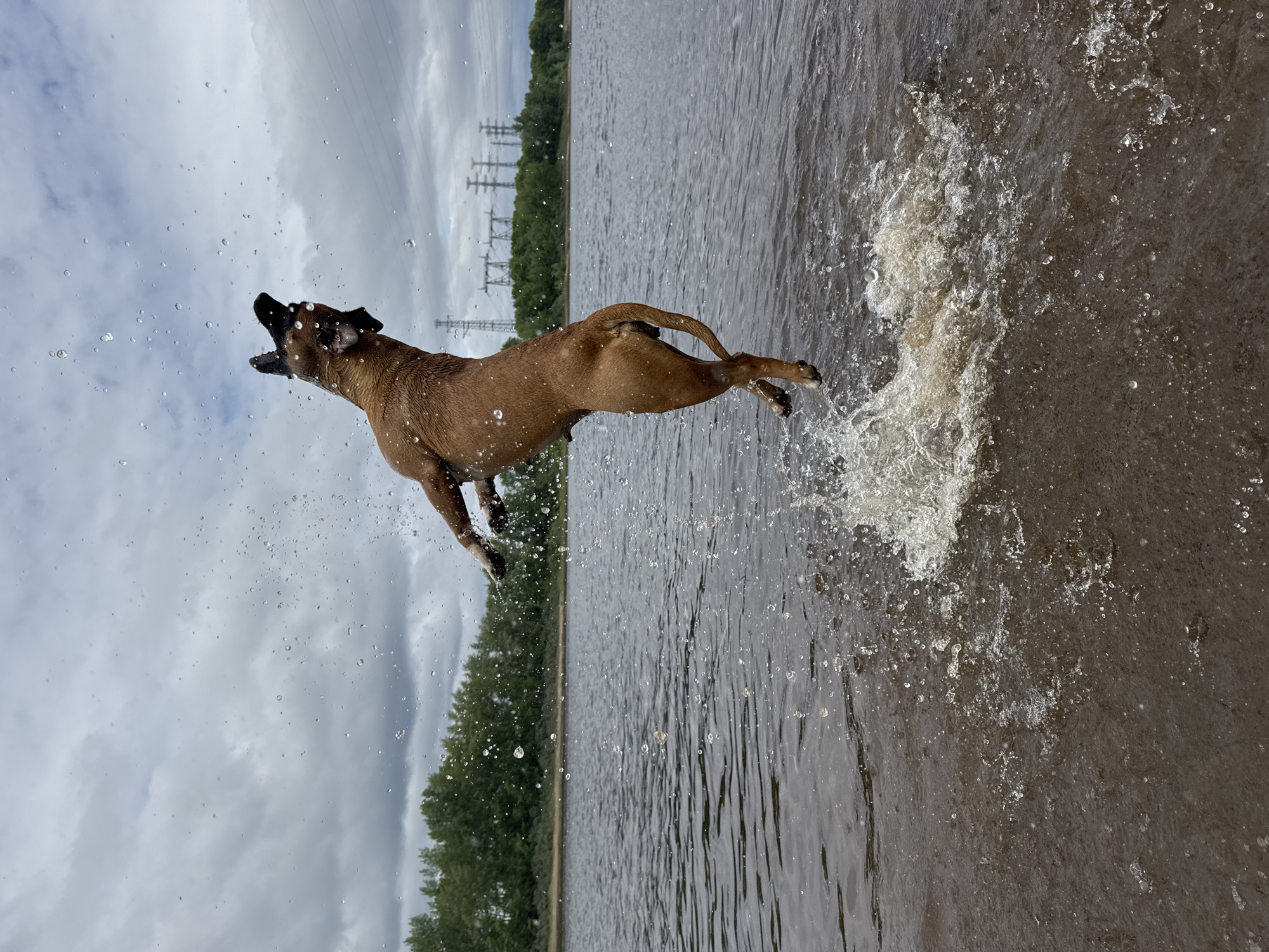 A brown dog is captured mid-air, leaping out of the water with a large splash. Its body is arched backward, and its legs are extended. Water droplets are scattered around the dog and in the air. The dog is in a body of water, likely a river or lake, with a shoreline of trees in the background. Beyond the trees, power lines and towers are visible against a cloudy sky. The overall scene is dynamic and energetic, highlighting the dog's athleticism and the refreshing spray of water. The location is the Kama River in Chaikovsky, Russia, known for its scenic beauty and recreational opportunities.