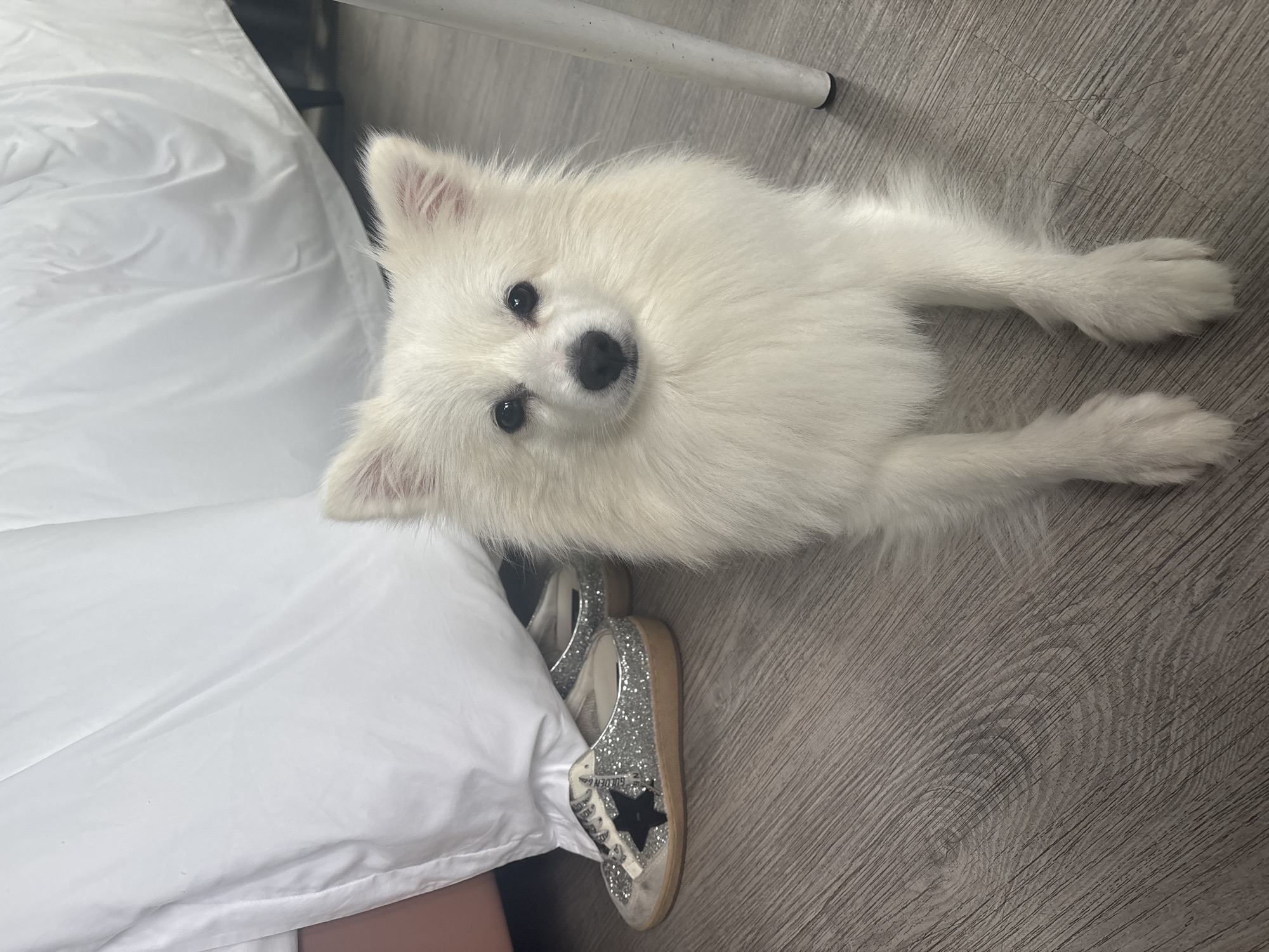 A white Pomeranian dog is lying on a wooden floor next to a pair of silver glitter sneakers with black stars. A white duvet or sheet is draped over furniture in the background, partially obscuring the view of the room. The scene is indoors, and no specific location in Guangzhou City, China, can be determined from the image. The lighting is soft, and the focus is on the dog.
