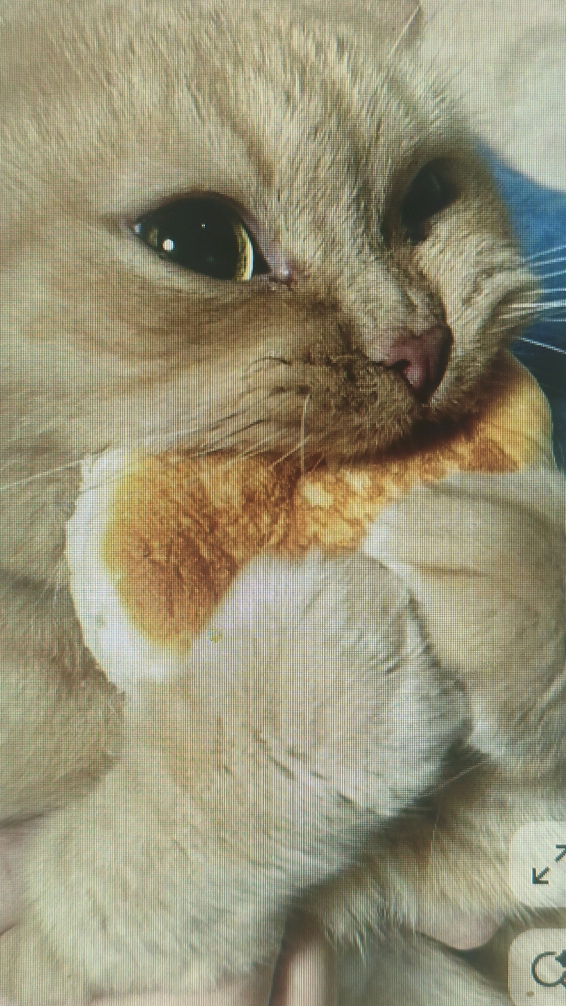 A close-up, pixelated image shows the face of an orange tabby cat. The cat's left eye is open, revealing a dark pupil and a golden iris. Its nose is pink, and its mouth is slightly open, with its tongue visible. A patch of orange fur on its chest appears to be wet or stained, with a lighter white area underneath. The background is a blurred blue color. There are no identifiable elements to suggest a location in Mehnatabad, Uzbekistan.