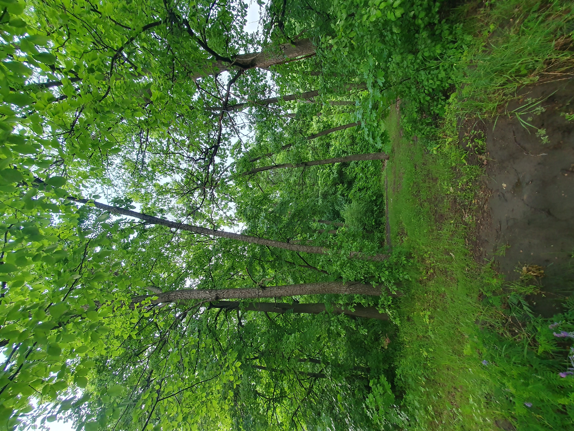 The image displays a serene natural environment, likely a forest or a densely wooded park. Tall trees with vibrant green leaves dominate the upper portion of the scene, forming a lush canopy that allows glimpses of a bright, possibly overcast, sky. The trunks of several trees are visible, varying in thickness and texture, lining what appears to be a walking path or trail.
The central subject is a dirt path that recedes into the distance, flanked by abundant green foliage. The path itself appears somewhat uneven and possibly damp or muddy in certain sections, especially on the right side. Lush green grass and various smaller plants border the path, extending into the undergrowth beneath the trees. In the foreground on the right, a few small, possibly purple, wildflowers are subtly visible amidst the green vegetation.
There are no people or animals present, suggesting a quiet and untouched natural setting. The time of day appears to be daytime, with soft, diffused light filtering through the leaves, indicating either an overcast sky or early morning/late afternoon. The vibrant green of the foliage suggests a spring or summer season. The scene evokes a sense of peacefulness and natural beauty. No visible text is present in the image. The location is consistent with a forest environment in a temperate region like Ulyanovsk, Russia.
