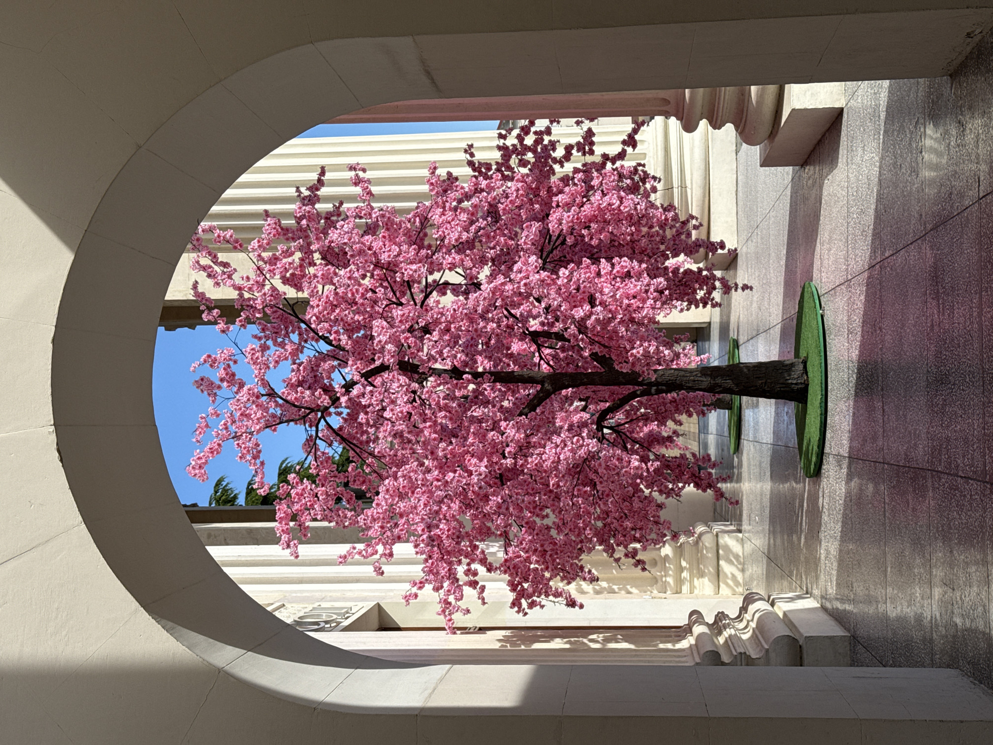 The image displays an outdoor paved promenade framed by a prominent, light-colored archway in the foreground. The scene is dominated by two artificial cherry blossom trees, densely covered in vibrant pink flowers, positioned along the walkway. The tree in the immediate foreground is centered within the arch. The architectural style features classical-era elements, specifically large, fluted columns and pilasters in a light, possibly cream or white, material, lining both sides of the promenade beyond the archway.
The walkway is paved with light grey, speckled tiles that reflect the bright sunlight in various patches. Each cherry blossom tree is situated on a small, circular green mat, simulating grass, at its base. Strong, direct sunlight, originating from the upper right, casts sharp, elongated shadows from the architectural elements and the trees across the tiled ground and the columns themselves, creating high contrast. In the background, beyond the trees and columns, a clear, bright blue sky is visible, along with hints of natural green foliage from distant trees. No individuals are present in the scene.
This location is identifiable as part of the **Sirius Federal Territory (formerly Sochi Olympic Park)** in Adler, Sochi, Russia. The distinctive neoclassical architecture with grand promenades and columns is characteristic of the structures built for the 2014 Winter Olympics, such as the Main Media Center or surrounding administrative buildings, now repurposed for the Sirius Educational Center and other functions.
