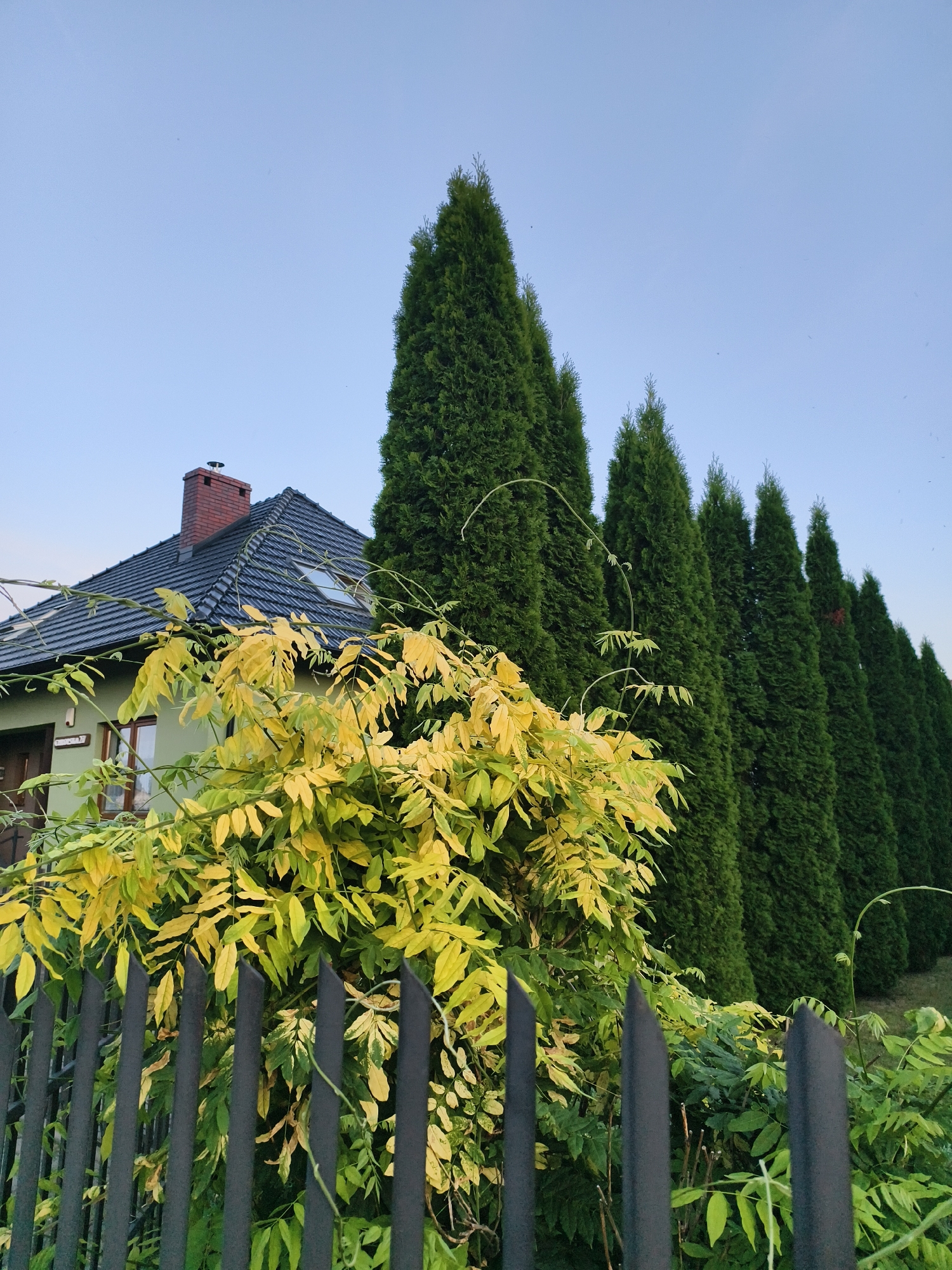 A straight-on, medium shot captures a residential yard in Tczew, Poland, under a clear, pale blue sky. In the foreground, a dark metal fence with pointed pickets partially obscures a bright green bush with yellowing leaves and a tall, slender green vine. Behind the foliage, a light green house with a dark grey shingled roof and a red brick chimney is visible. A small skylight is present on the roof. To the right of the house, a row of tall, dark green evergreen trees forms a dense hedge, extending into the background and creating a sense of depth. The trees are conical in shape and appear to be very well-maintained. The overall scene suggests a well-kept suburban property.