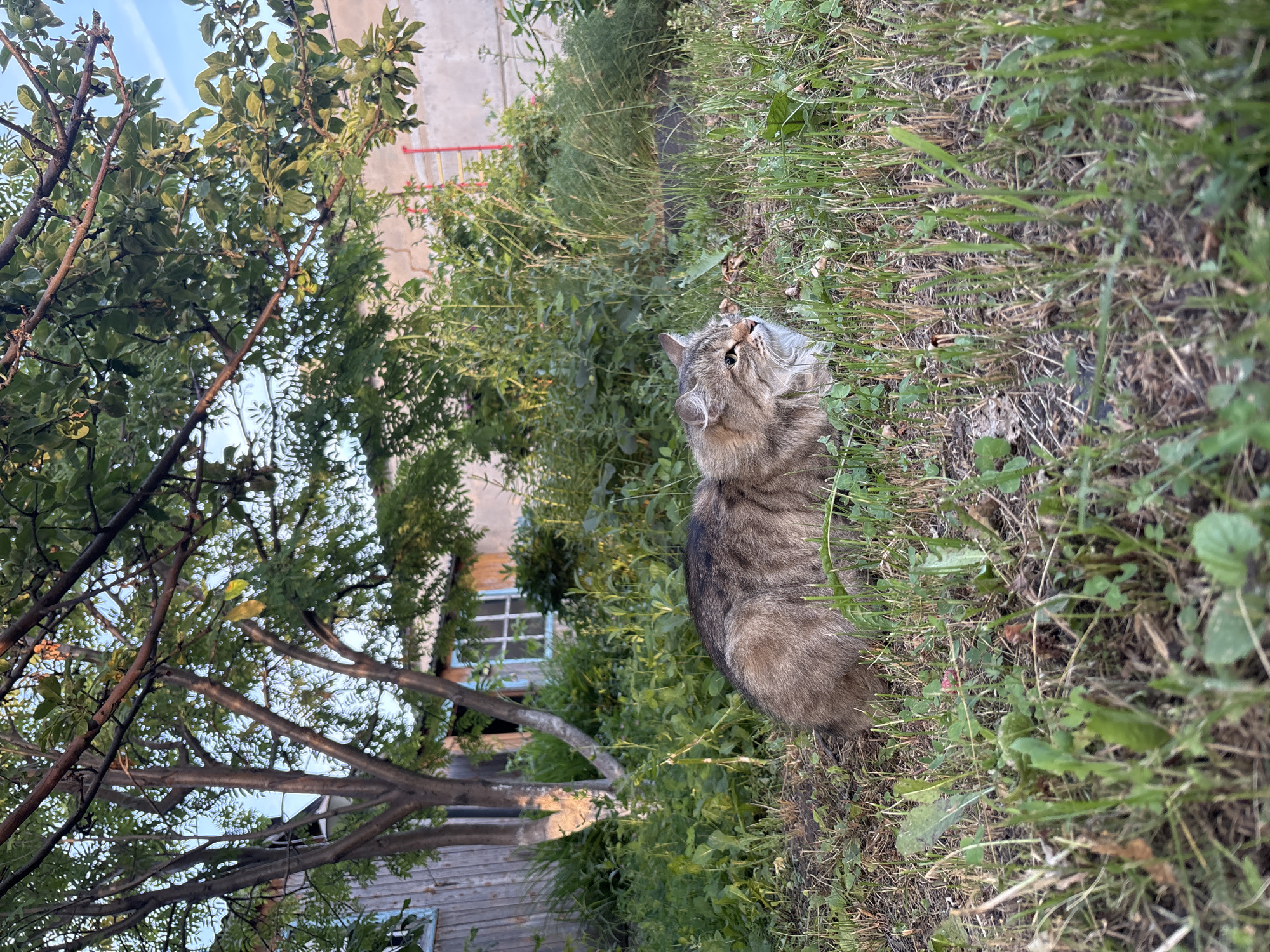 In Vishnevka, Russia, a fluffy, brown and grey tabby cat lies low in a grassy, overgrown yard. The cat, facing right, has its head turned to the left, with its mouth slightly open. Behind the cat, a wooden building with a blue-framed window is visible, partially obscured by lush green foliage and the branches of a leafy tree. The sky above is a clear, pale blue.