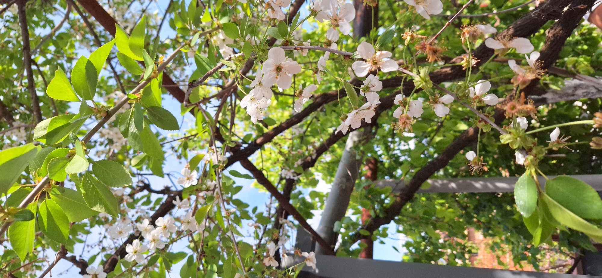 The image presents a close-up view of a tree branch in bloom, likely taken outdoors in a natural or garden setting. The flowers are white with yellow centers, appearing delicate against the backdrop of branches and green leaves. The tree branches are a dark brown color. A few flowers are past their prime, with browned and withered petals. The background includes glimpses of the sky, suggesting a daytime shot. The location of Katuntsi, Bulgaria is not directly apparent within the image; this detail would need to be inferred from contextual information or provided separately.
