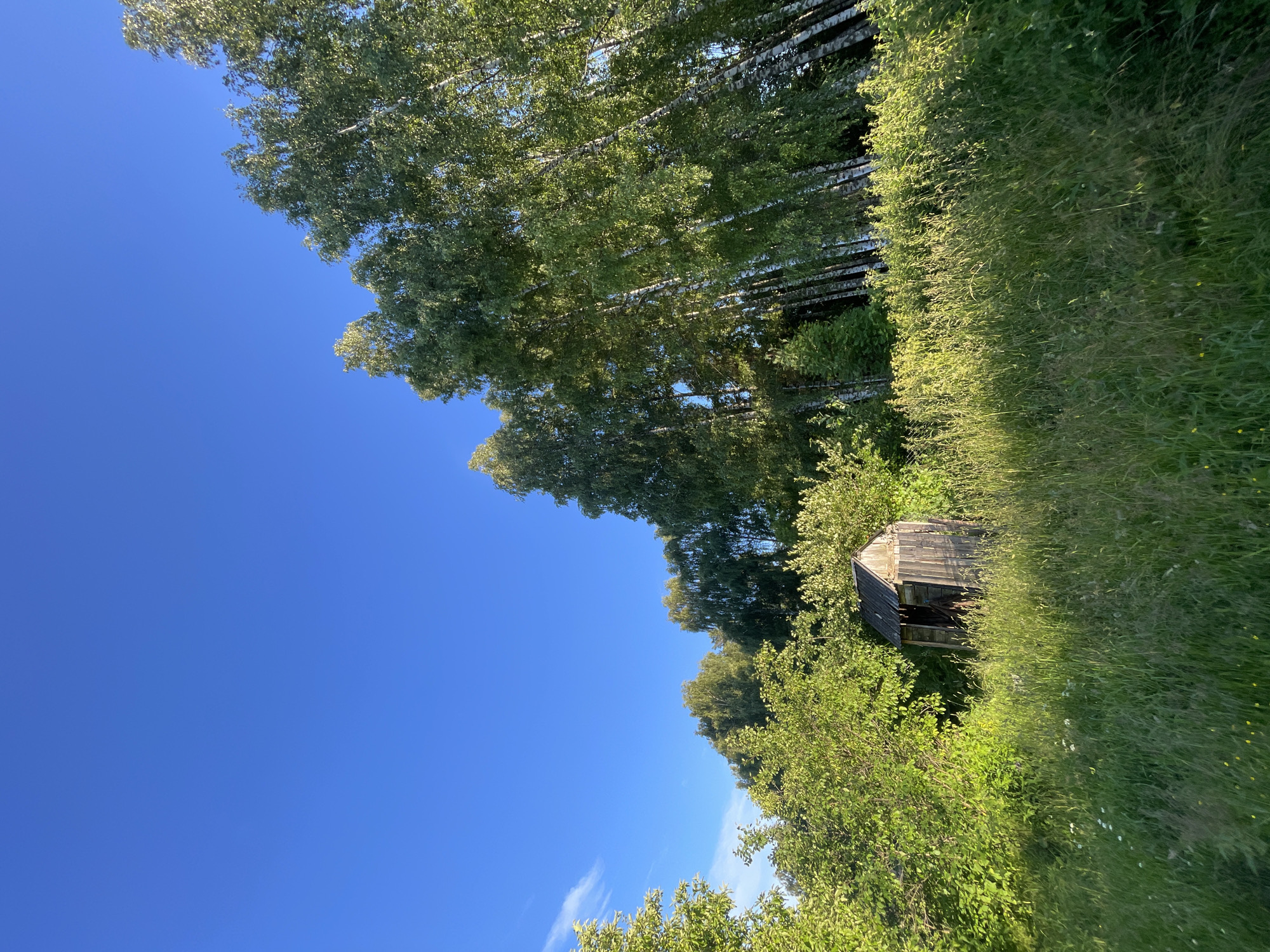 A small, rustic wooden shed stands in a grassy clearing surrounded by dense green foliage and tall birch trees. The shed appears weathered and dilapidated, with a sloped roof and visible wooden planks. Sunlight filters through the leaves, casting dappled shadows on the overgrown grass. The sky above is a clear, vibrant blue. The scene is located in the city of Заречный, Russia.