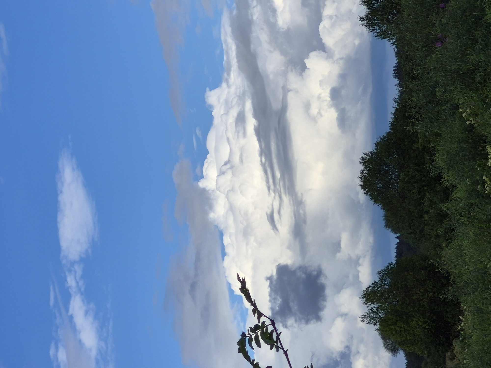This is an eye-level, outdoor, vertical medium shot of a forest line under a dramatic sky. The sky is a bright blue with large, fluffy white and gray clouds, some of which are illuminated by sunlight. The clouds are dense and textured, with shadows indicating depth and movement. In the lower half of the image, a dark green forest stretches across the horizon, with trees of varying heights and densities. The foreground is filled with lush green foliage, including bushes and some scattered wildflowers. A thin, dark branch with green leaves extends from the left side of the frame, silhouetted against the cloudy sky. The image depicts a natural landscape, possibly in the rural outskirts of Sooblase, Estonia, during daytime. There are no people or animals visible in the scene, and no specific actions are depicted.