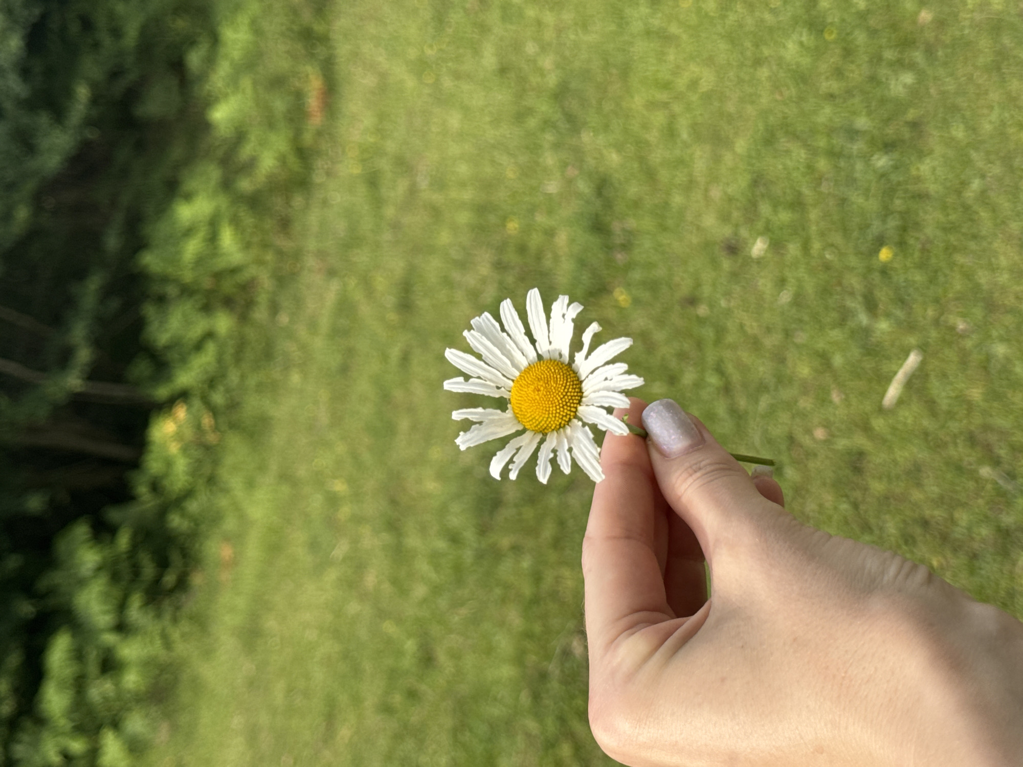 A hand with a light manicure is holding a daisy flower in front of a background of blurry green grass and trees. The location, Međuriječje, Montenegro, cannot be determined from the visual information provided in the image.