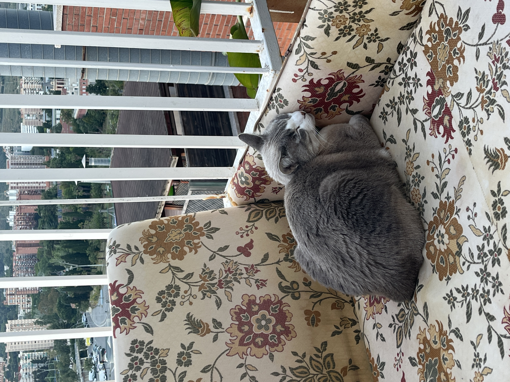 A gray cat with white fur on its face is sleeping on a cushioned chair with a floral pattern. The chair is positioned on a balcony overlooking a cityscape. The balcony has a white metal railing. Beyond the railing, buildings and trees are visible, suggesting an urban environment. The scene appears to be in Barcelona, Spain.