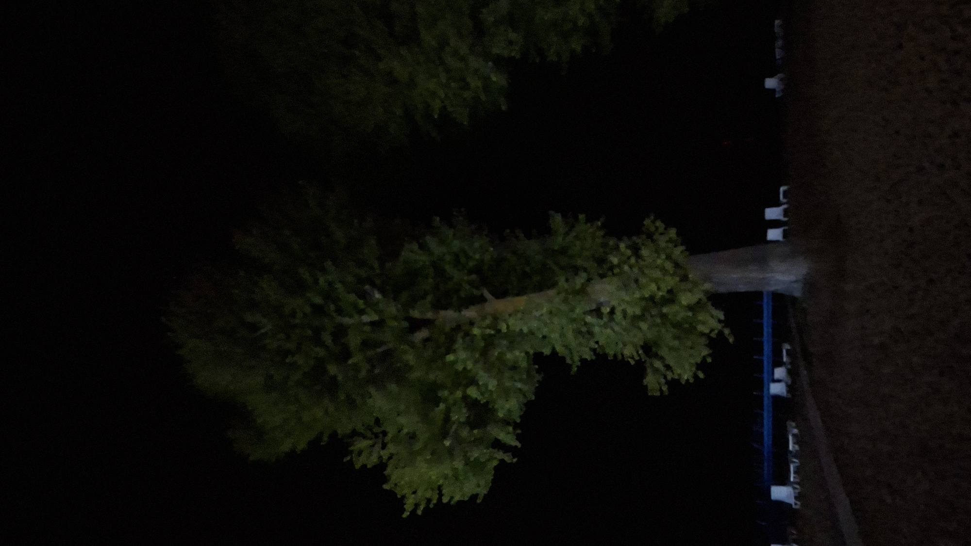 A large deciduous tree with green foliage stands in the foreground, its trunk thick and textured, silhouetted against a dark, starless sky. The tree is positioned slightly to the left of the frame, with its branches spreading upwards and outwards. In the background, a dark, flat expanse, likely a beach or sandy area, is visible. Scattered across this area are several white lounge chairs and a low blue structure, possibly a fence or railing. Another large tree, also dark and indistinct, is partially visible on the right side of the frame, suggesting a wooded or park-like setting. The overall impression is of a nighttime scene, possibly at a resort or recreational area in Myadzyel, Belarus. There are no people or animals present in the image, and no actions or interactions are depicted. The lighting is dim, with the tree being the most illuminated subject.
