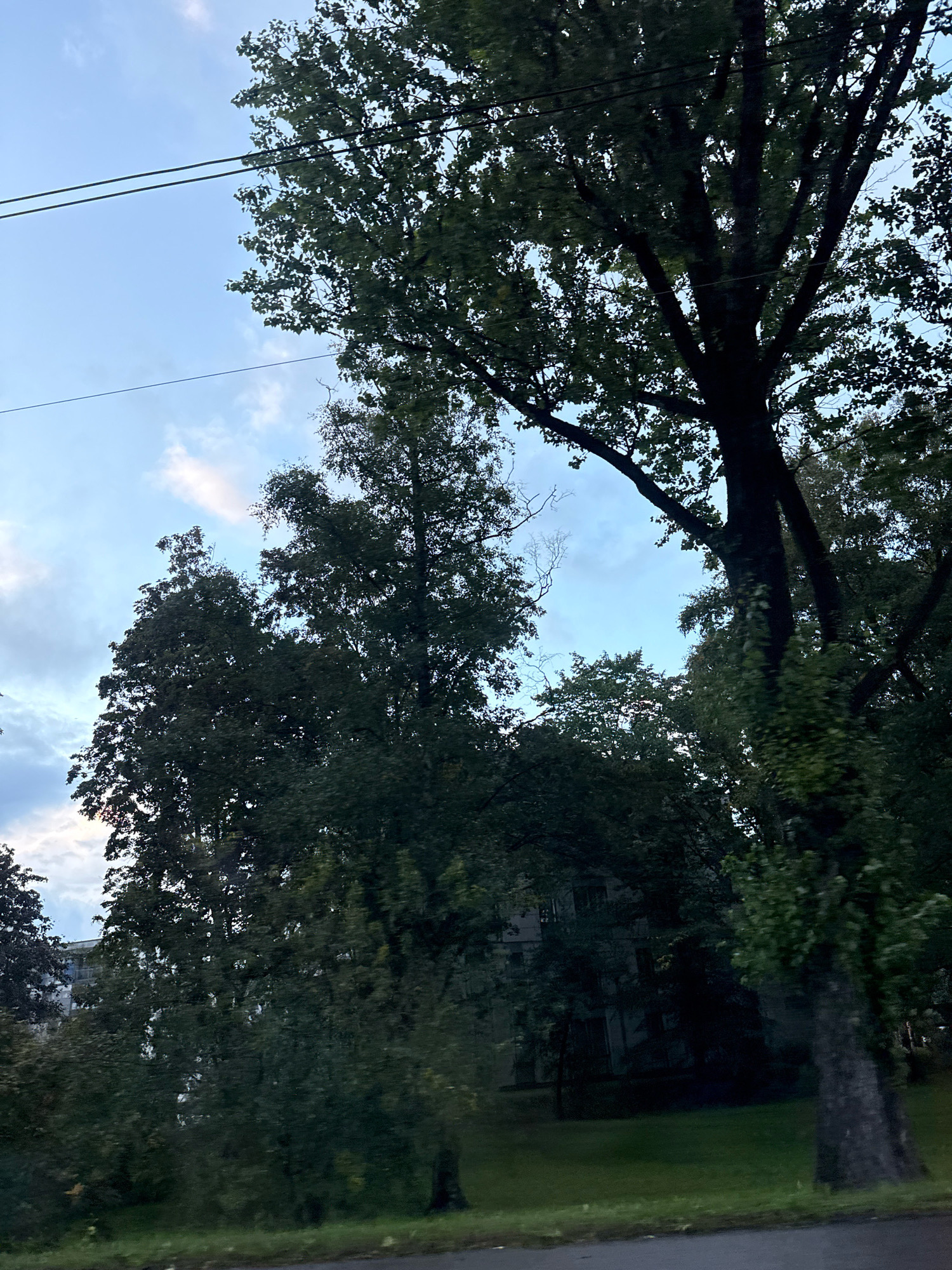 The image shows a view of trees and a building in Tallinn, Estonia. The sky is blue with some clouds. There are several large trees with green leaves in the foreground and middle ground. The trees are so dense that they obscure much of the view behind them. In the background, a multi-story building with windows is visible, partially hidden by the trees. The building appears to be residential. The ground in front of the building is covered in grass. A road is visible at the bottom of the image. The lighting suggests it is daytime, likely overcast or late afternoon given the muted light and shadows. There are no people or vehicles visible in the frame. The overall scene is one of a green, treed urban environment with a building in the background.