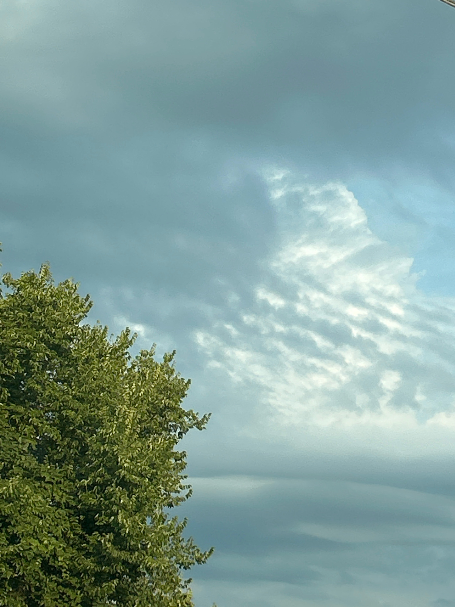 An outdoor, low-angle, vertical shot captures a tree with bright green leaves in the bottom left corner against a vast, overcast sky with a soft, blue hue. The clouds are varied, with some appearing thin and wispy, while others are thicker and more opaque. Sunlight filters through the clouds, creating a diffused light effect across the scene. The image appears to be taken in Robinson Township, United States of America, though no specific landmarks are visible to confirm the exact location.