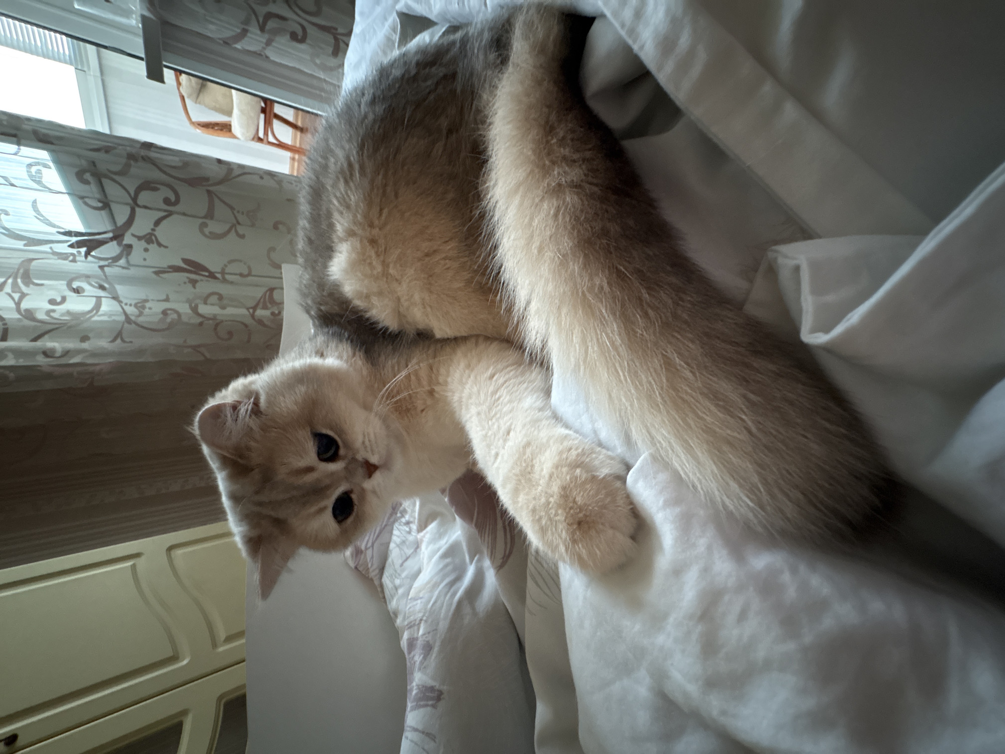 A cat is lying on a bed with white sheets. The cat is light brown and grey with dark eyes and long whiskers. A window with patterned curtains is visible in the background, along with a white dresser. The location cannot be determined to be Chaikovsky, Russia.