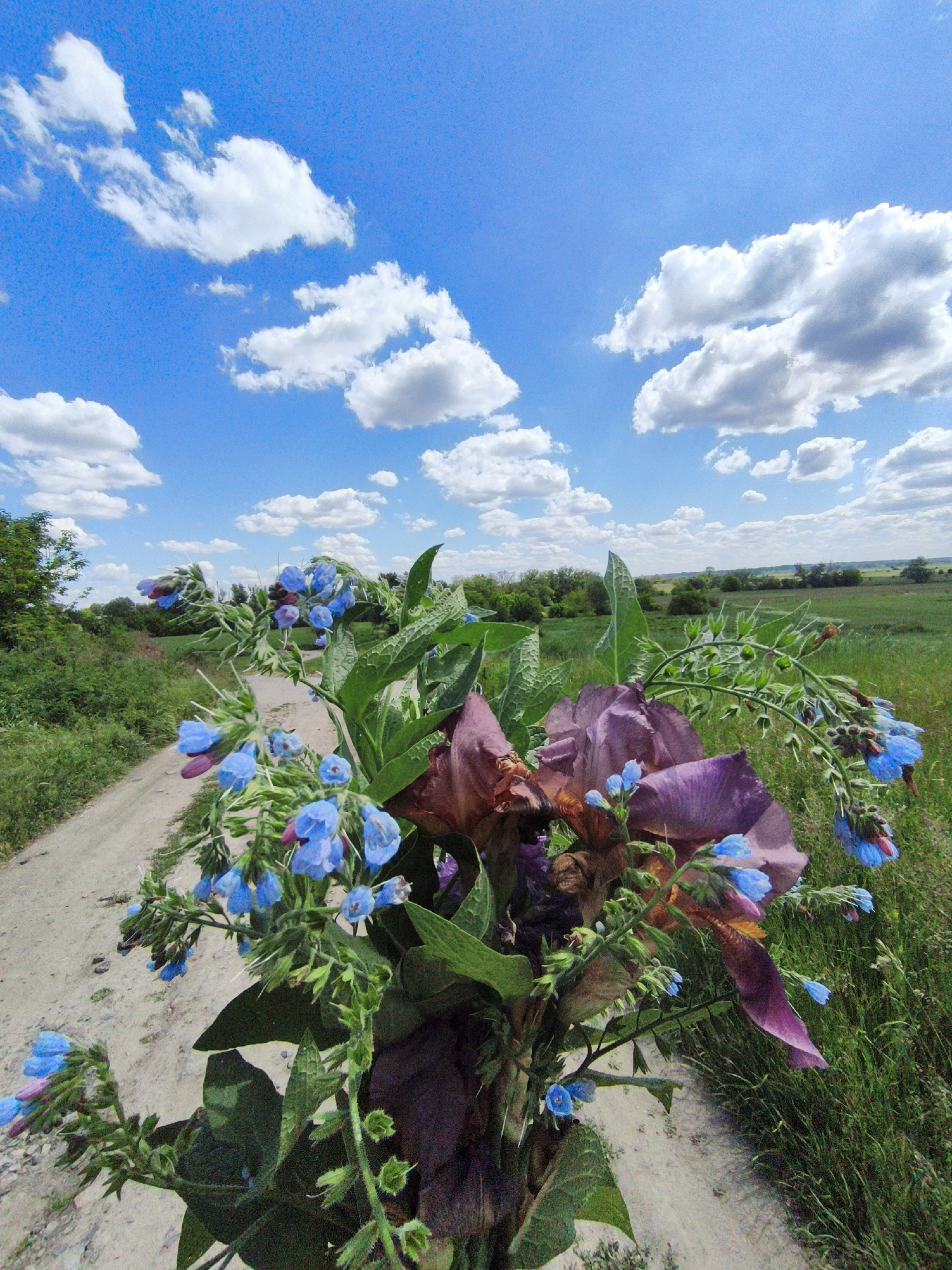 This vertical shot captures a vibrant bouquet of flowers set against a picturesque rural landscape in Ustyvytsia, Ukraine. In the immediate foreground and center, a collection of flowers dominates, featuring prominent dark purple irises with rich, deep hues, alongside several stalks of bright blue, bell-shaped flowers, likely comfrey or borage, and their accompanying green foliage.
Behind the flowers, a light-colored dirt path or road curves slightly from the lower left towards the mid-ground on the left side of the frame. To the right of this path, lush green fields stretch out towards the horizon, punctuated by distant treelines and patches of deeper green vegetation.
The upper half of the image is filled with a brilliant azure sky, adorned with scattered, fluffy white cumulus clouds that appear well-defined and illuminated. The lighting is bright and clear, indicating a sunny day, likely late morning or early afternoon. The overall scene suggests a serene, natural environment, emphasizing the beauty of the countryside and its flora. There is no explicit activity shown beyond the display of the bouquet, implying it was recently gathered or is being presented in this setting. No text is visible in the image.