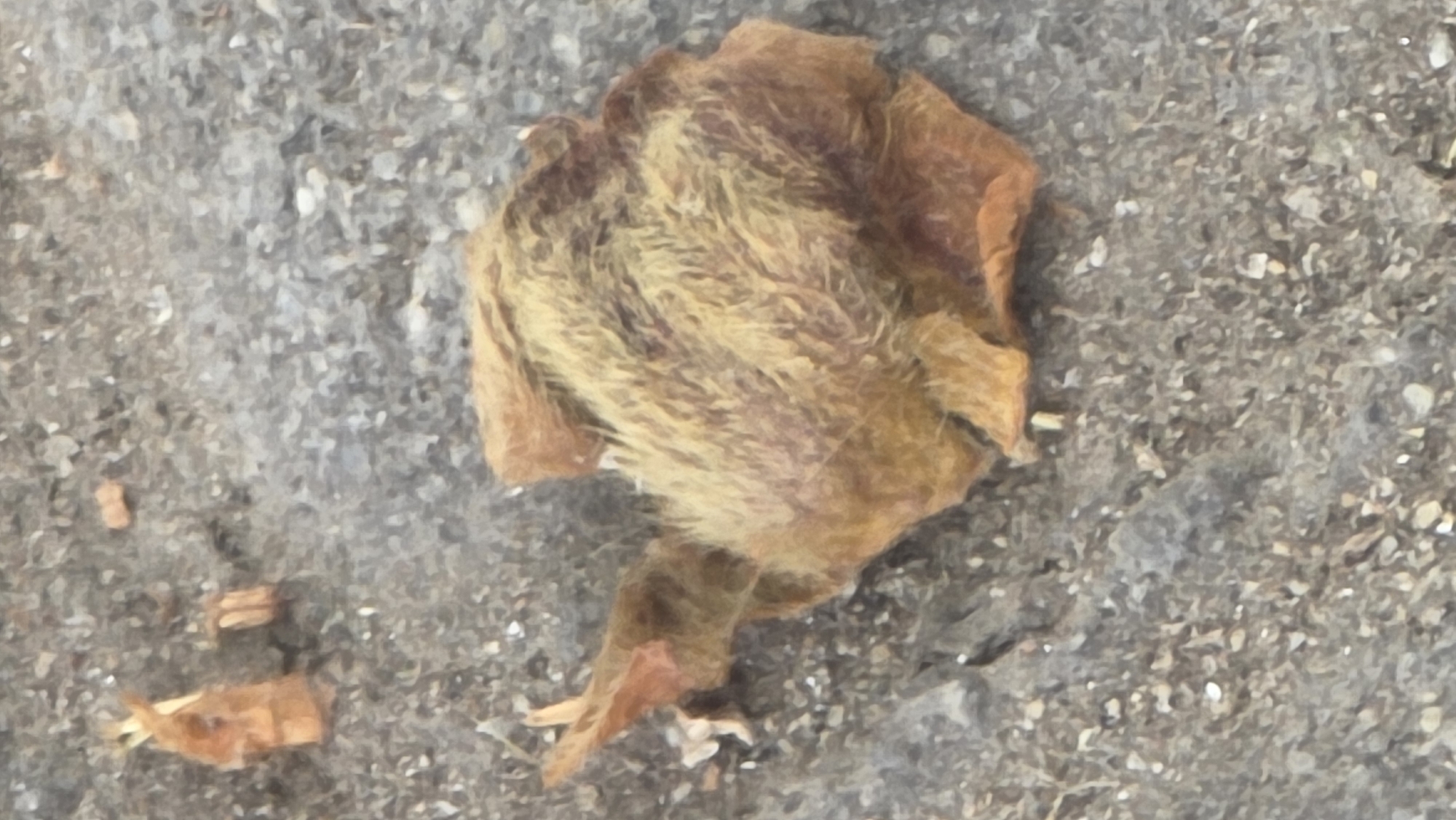 A close-up shot of debris on a concrete surface. The primary object is a shriveled, brown organic mass resembling a flower or animal remains. The concrete has a rough texture with small stones and debris scattered throughout. The location is unknown.
