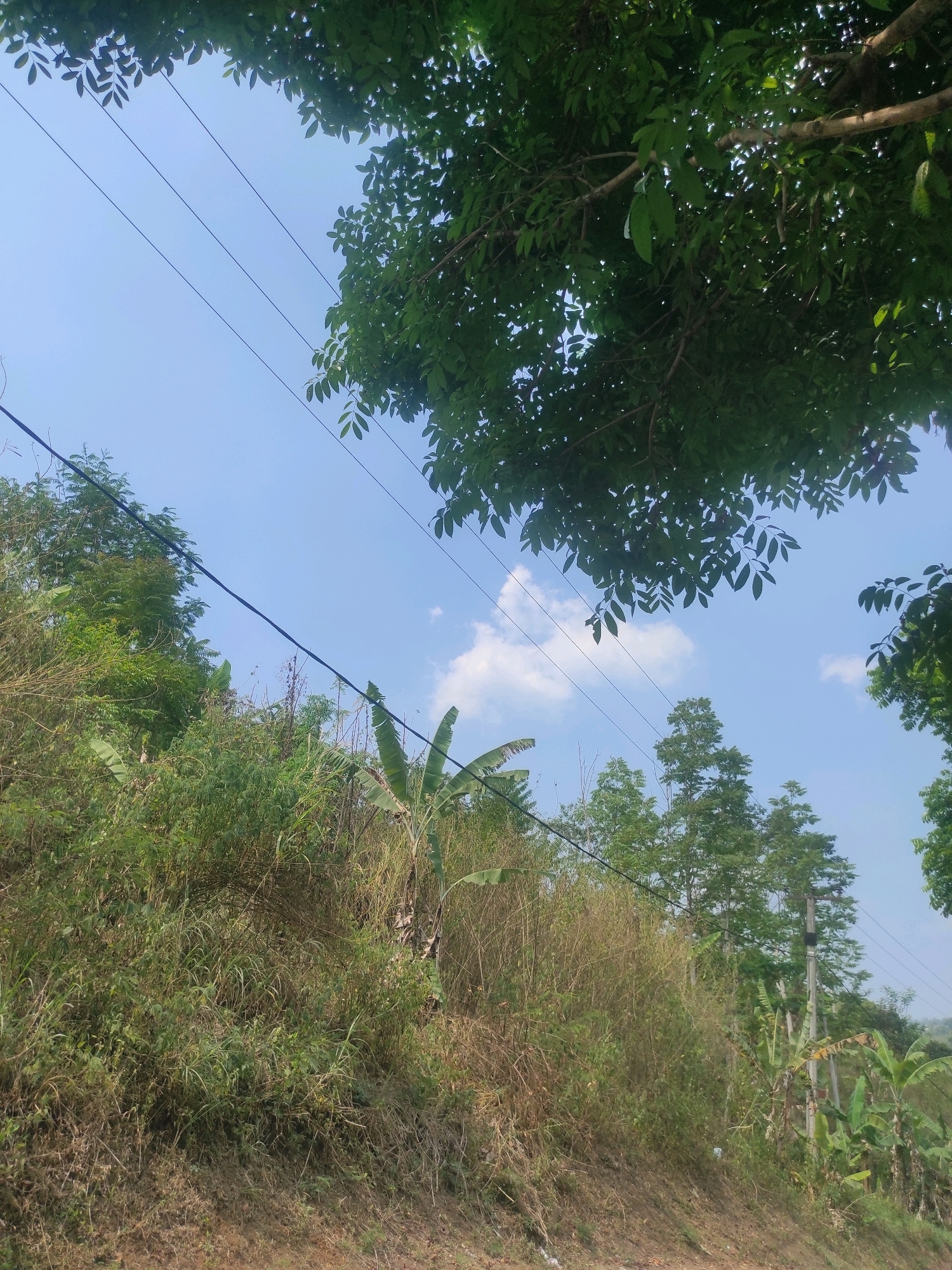 This image depicts a natural, outdoor scene with a clear sky and lush vegetation. In the foreground, a dirt path is visible, sloping upwards to the right. The path is bordered by dry grass and sparse vegetation. The middle ground is dominated by a densely vegetated hillside, characterized by a mix of green grasses, bushes, and some dry, tall stalks. Banana plants are interspersed within this vegetation, identifiable by their large, paddle-shaped leaves. Several utility lines, likely for electricity, are strung across the frame, supported by poles visible in the right side of the image. The background features a clear blue sky with a few scattered white clouds. Overhead, the branches of a large tree with dark green leaves frame the top of the image, casting some shadows. The overall impression is of a rural or semi-rural environment, possibly on the outskirts of a city like Ngamprah, Indonesia, where natural landscapes coexist with infrastructure. There are no people or animals visible in the scene.