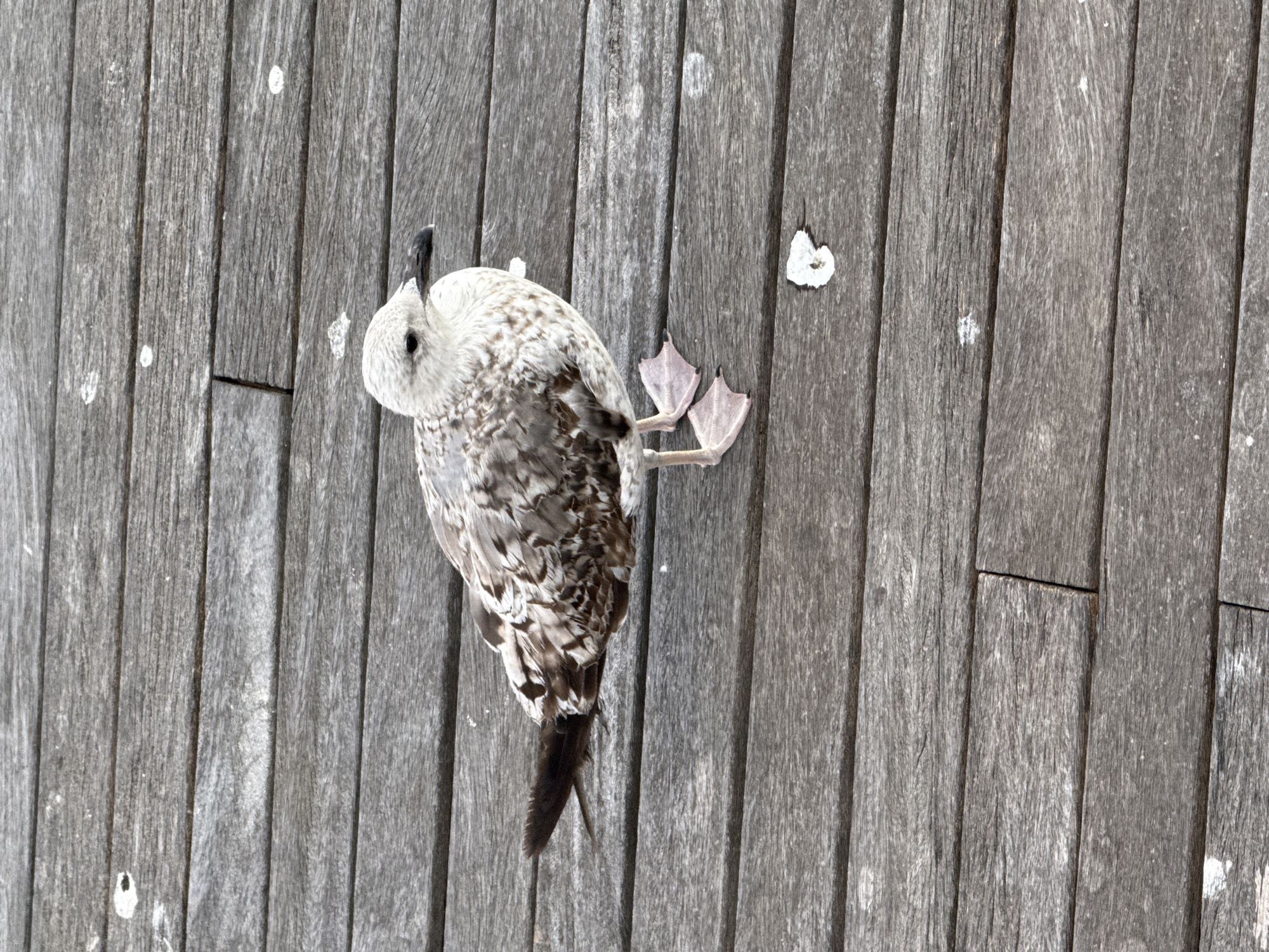A seagull stands on a weathered wooden boardwalk. The bird is facing right, with its head slightly turned to its left. Its plumage is a mix of white, grey, and brown mottling. The boardwalk is composed of horizontal wooden planks, showing signs of wear and tear, with some white specks, possibly bird droppings, scattered across the surface. The environment appears to be an outdoor setting, likely near water, given the presence of a seagull and a boardwalk. There is no indication of the specific location within Barcelona, Spain.