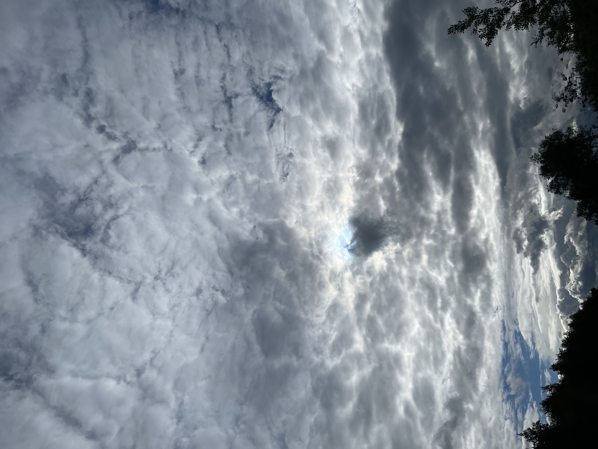 The image presents a view of the sky, largely covered with a layer of altocumulus clouds. The sun's rays are diffused, partially obscured by a denser cloud formation in the center of the image. Silhouetted tree branches are visible along the right edge of the frame. The sky shows hints of blue, suggesting a partly cloudy day. The location is unknown and there is no information about the location of Ivanovskoye, Russia in the image.