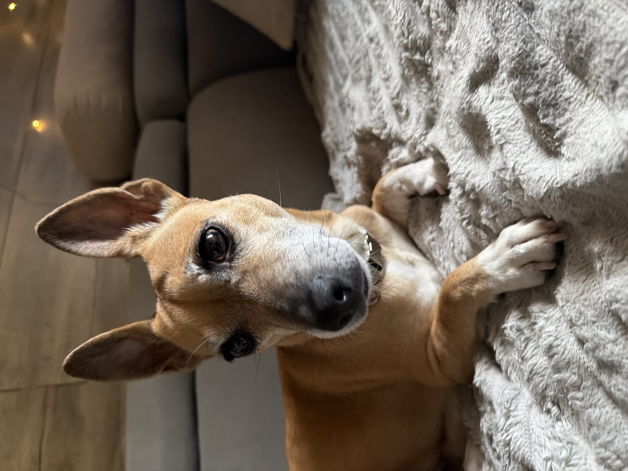 The image shows a medium-sized, short-haired dog with tan and white fur, lying on a textured, light-colored blanket. The dog has large, erect ears and dark eyes, with a black nose and a grey collar. The background appears to be a blurred interior scene, possibly a living room, with a sofa and some soft lighting, suggesting it is nighttime or the room is dimly lit. There are no discernible landmarks or features that would indicate the location within the city of Svilengrad, Bulgaria. The image is a close-up, focusing on the dog.