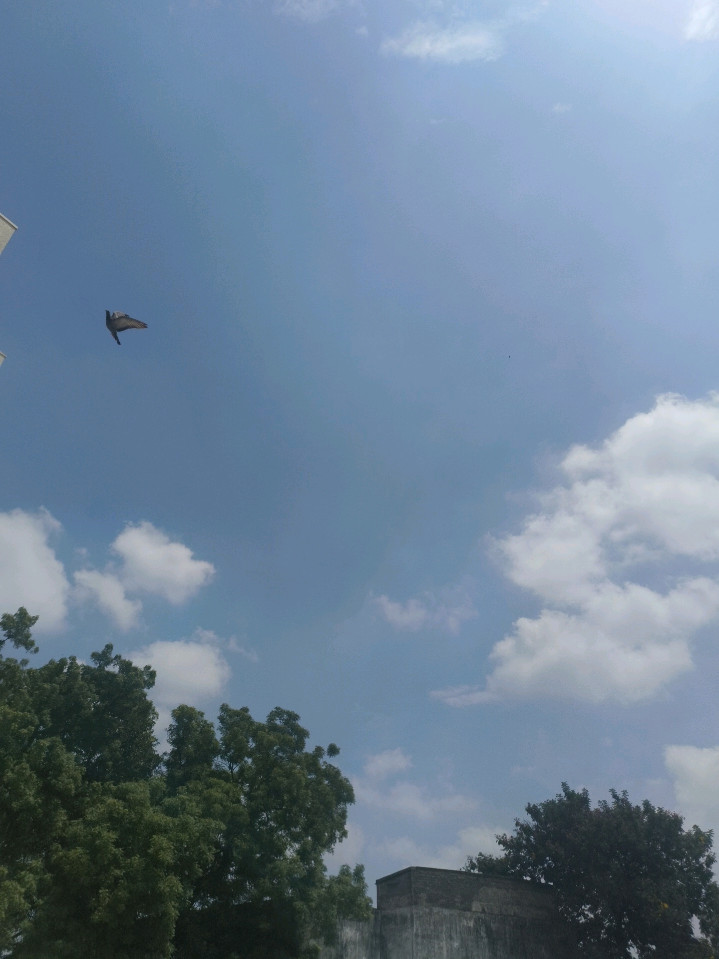 A pigeon is in flight against a clear blue sky with scattered white clouds. The pigeon is positioned in the upper left quadrant of the image, with its wings spread. Below the sky, the tops of lush green trees are visible, and a portion of a grey building or wall is present in the lower right corner. The image was captured in Hyderabad, India.