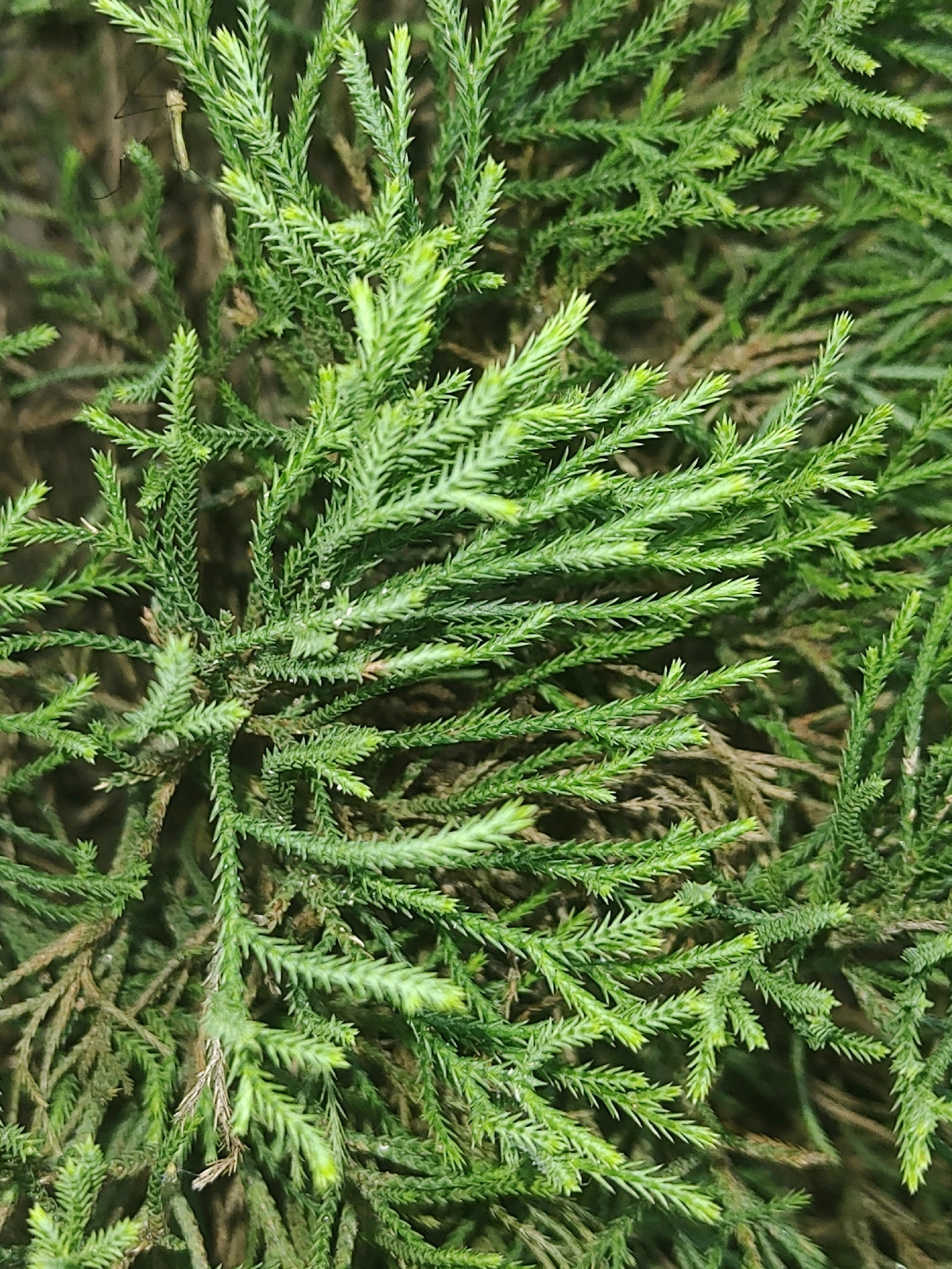 A close-up, high-angle shot displays a dense cluster of vibrant green, needle-like foliage from an evergreen plant, likely a conifer. The leaves are small, scaled, and arranged in a spiral pattern along the stems, creating a feathery texture. Some of the inner foliage appears brown and dry, suggesting older growth. The background is softly blurred, hinting at more of the same plant or a similar natural environment, but offering no distinct features. No people, animals, or man-made objects are visible. The lighting suggests an outdoor setting, possibly a garden or park, with diffuse light illuminating the plant. Without further context, it is impossible to definitively locate this scene within Guwahati, India.