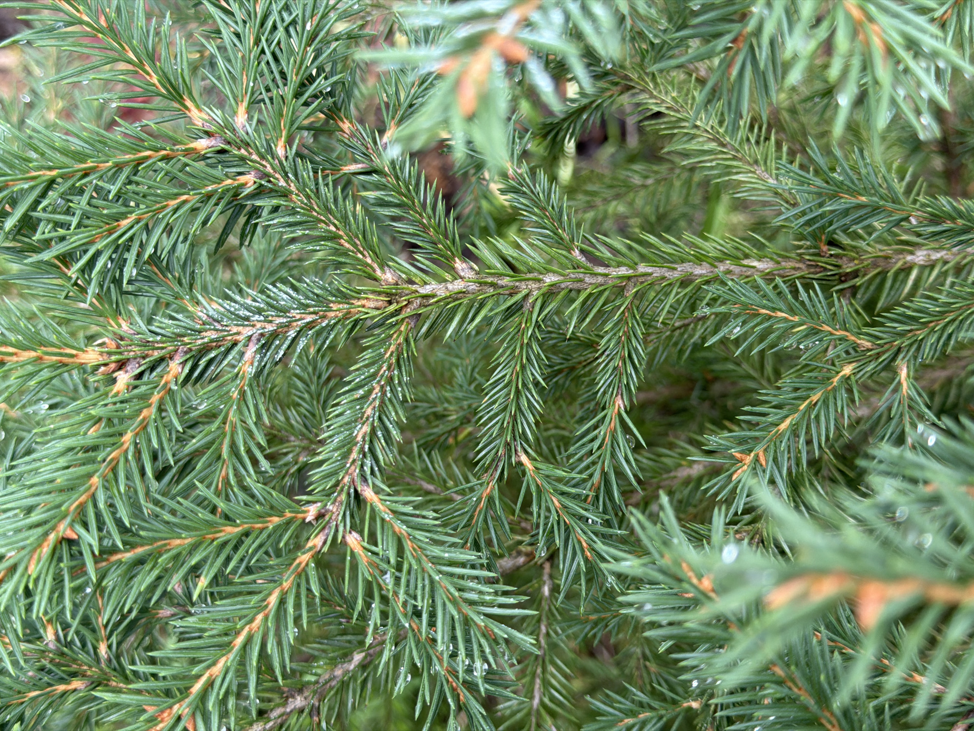 A close-up, full-frame photograph captures the dense foliage of a fir tree. The image is dominated by the intricate arrangement of green needles and brown branches, with subtle hints of water droplets on the needles, suggesting a recent rainfall. The background is softly blurred, showing a mix of darker green and brown tones, implying an outdoor, natural environment. The specific location in Pokrov, Russia is not discernible from the visual elements of the image itself, as it lacks any identifying landmarks, street signs, or architectural features that would pinpoint a city or country. The photograph is purely a naturalistic study of coniferous plant life.