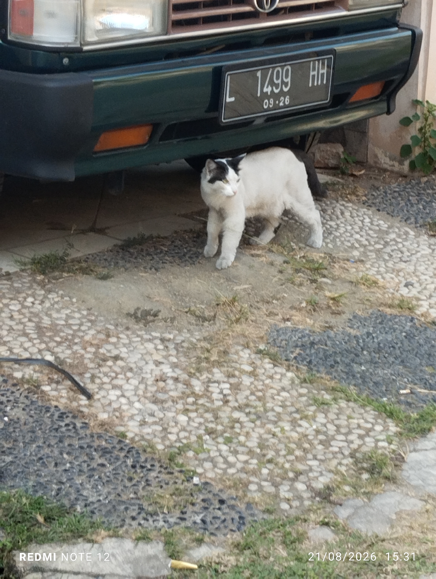 A black and white cat is standing under a dark green vehicle. The vehicle has a license plate with the text "L 1499 HH" and "09.26" below it. The ground is paved with small stones. In the bottom left corner of the image, the text "REDMI NOTE 12" is visible, and in the bottom right corner, the text "21/08/2026 15:31" is visible. The scene appears to be outdoors, with some vegetation visible. The presence of the license plate format and the timestamp suggests the image was taken in Indonesia, likely in a city such as Bekasi.