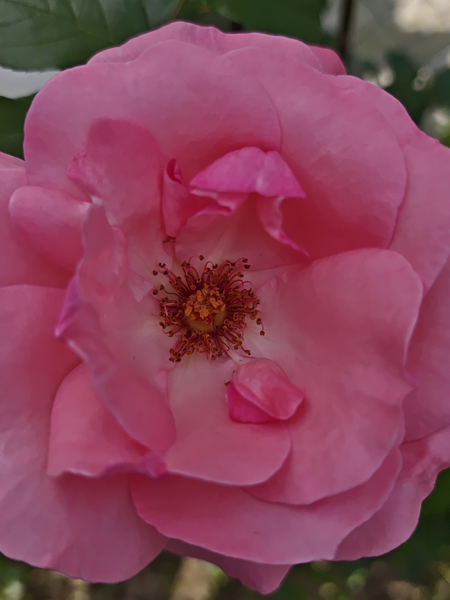This is a close-up, high-angle shot of a bright pink rose in bloom. The focus is on the intricate details of the flower, with soft pink petals overlapping to form a full bloom. The center of the rose reveals its stamen and pistil, with small, dark brown anthers clustered around a lighter yellow center. A few green leaves are visible in the upper left corner, suggesting an outdoor setting with natural lighting. The background is softly blurred, with hints of green and brown, possibly indicating more foliage or a garden environment. The image captures the delicate beauty and texture of the rose.