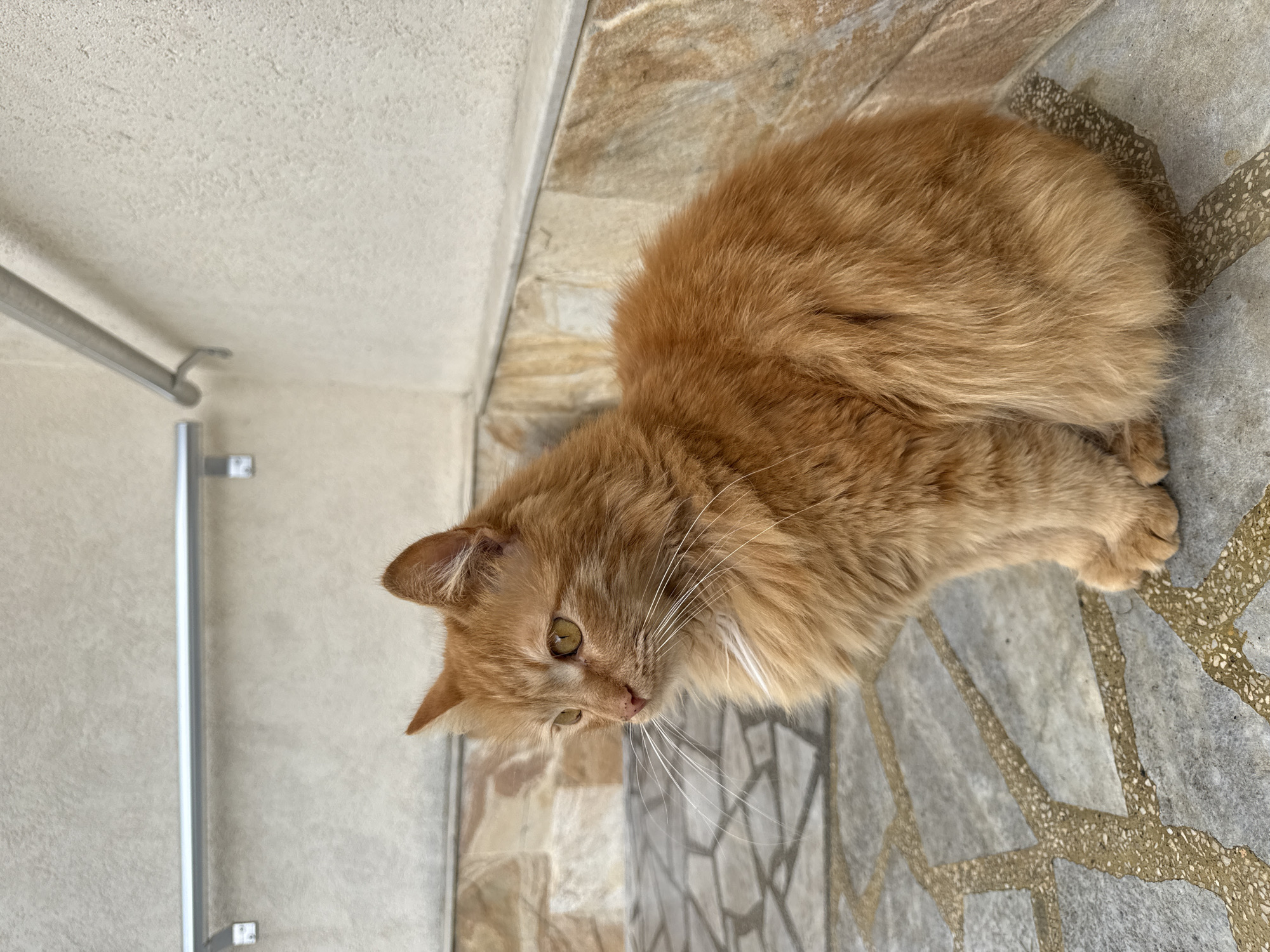 A medium shot captures an orange cat indoors. The cat is positioned near the edge of a tiled floor, with grey and tan tiles. To the left is a wall, with a silver handrail and white fixtures. The image was taken in Berkovitsa, Bulgaria.