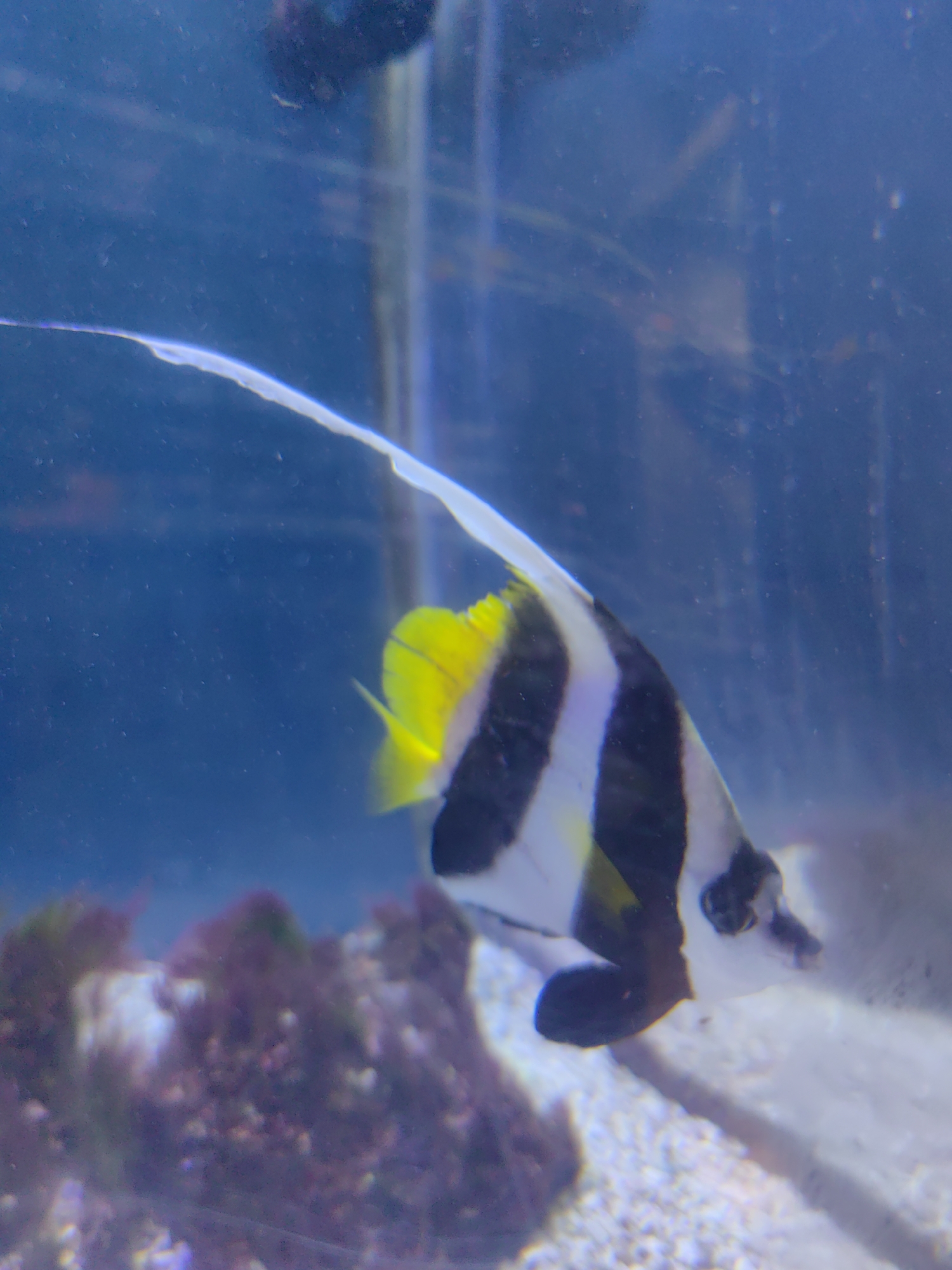 The image shows a close-up view of a bannerfish swimming in an aquarium. The fish is mostly white with prominent black vertical stripes. It has a bright yellow dorsal fin and tail fin. The fish is in motion, with its long, flowing dorsal fin trailing behind it. The background is a deep blue, characteristic of an aquarium. In the lower left of the image, there is a blurred view of purple and green aquatic plants or coral, and the sandy bottom of the aquarium. The lighting appears to be artificial, typical for an indoor aquarium setting. The image is focused on the fish, with the background and foreground elements slightly out of focus. There is no visible text in the image.