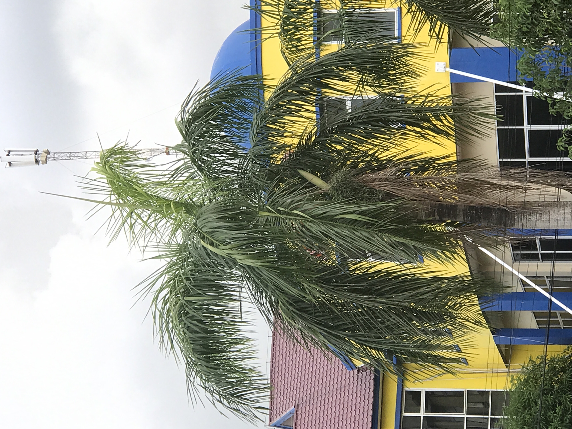 The image shows a palm tree in front of a yellow and blue building with white-framed windows. The building has a blue dome on its roof and a red-tiled section. A communications tower is visible in the background, partially obscured by the palm tree. The sky is overcast. Based on the buildings and the communications tower, the location is Lhokseumawe, Indonesia.