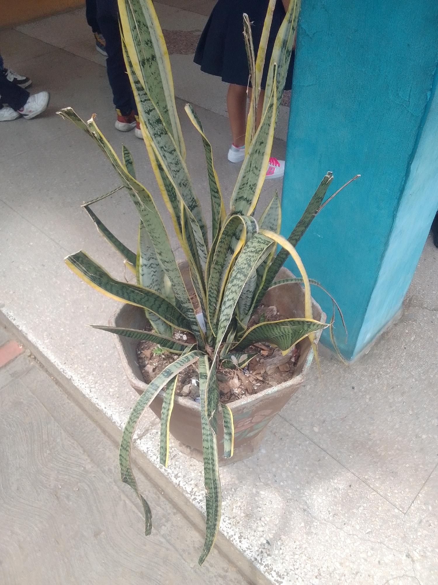 A potted snake plant with variegated green and yellow leaves stands in the foreground. The plant is in a terracotta-colored pot. Behind the plant, the legs of several people are visible, wearing casual shoes and pants. One person is wearing a dark skirt and bright pink shoes. A bright turquoise wall is to the right of the plant. The scene appears to be outdoors, possibly on a paved walkway with some gravel. The lighting suggests it is daytime, with natural sunlight casting shadows. The location context indicates this is La Tagua, Venezuela. No text is visible in the image.
