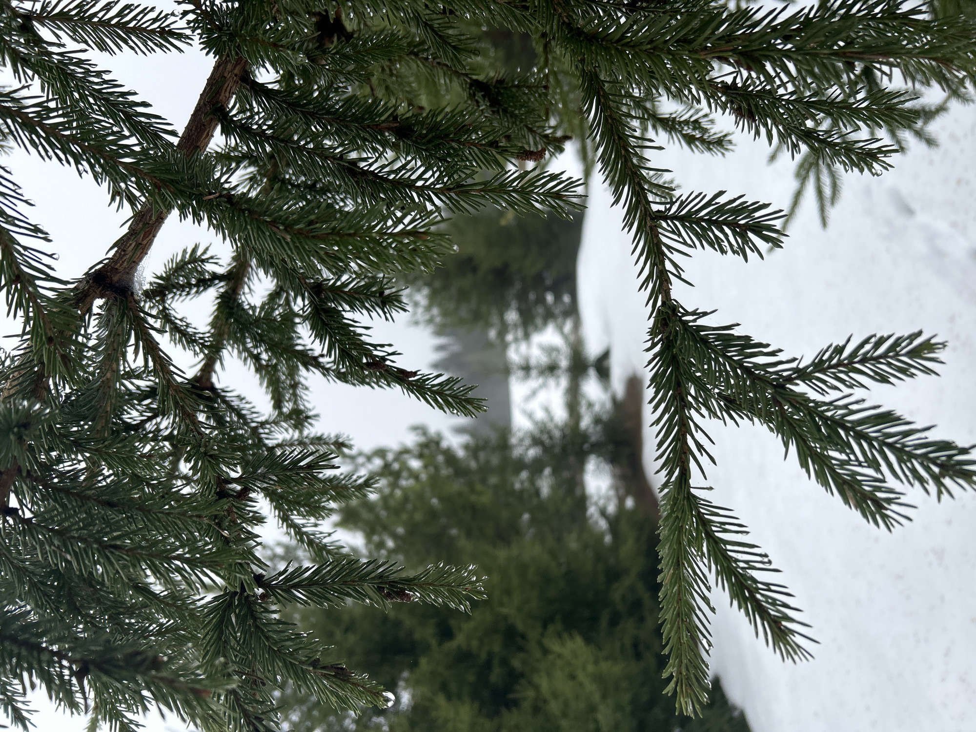 The image shows a close-up view of evergreen branches, possibly spruce or fir, laden with moisture, likely water droplets, after rain or melting snow. The backdrop reveals snow-covered ground and blurred glimpses of other trees and possibly a structure. The scene suggests a winter setting. The location and details about the city and specific objects are unclear, labeled as "Unknown" in the prompt.