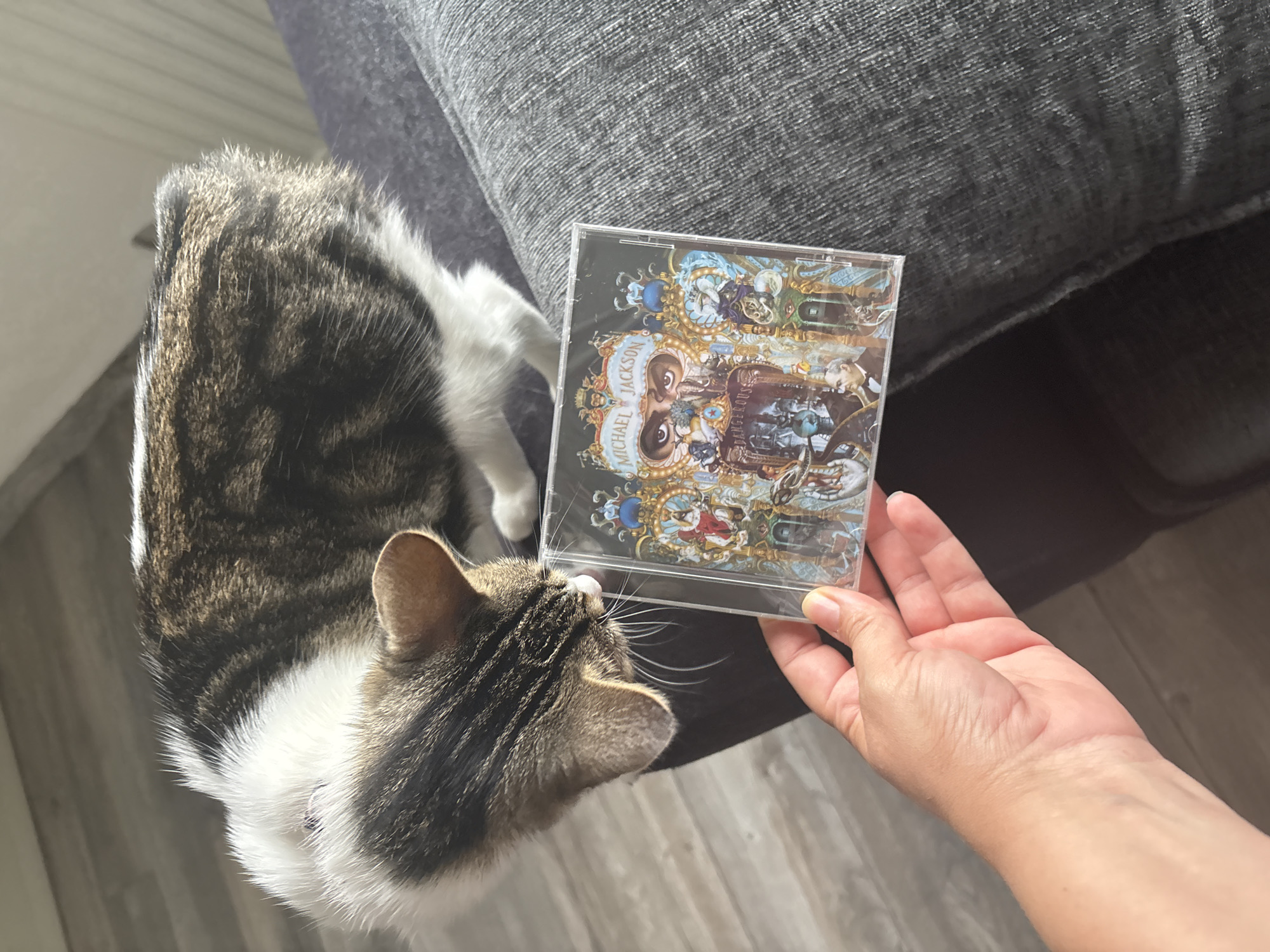 A medium-angle, eye-level indoor shot shows a tabby cat next to a hand holding the "Dangerous" CD by Michael Jackson. The cat is lying on a light gray wooden floor next to a gray upholstered sofa. The cat is facing away from the camera, with its head turned towards the CD. The hand is holding the CD to the right of the cat's head. The CD is in a clear plastic case. The setting is a domestic interior, with the sofa and wooden floor suggesting a living room or similar space. The location cannot be determined to be in the city of Manchester, United Kingdom.