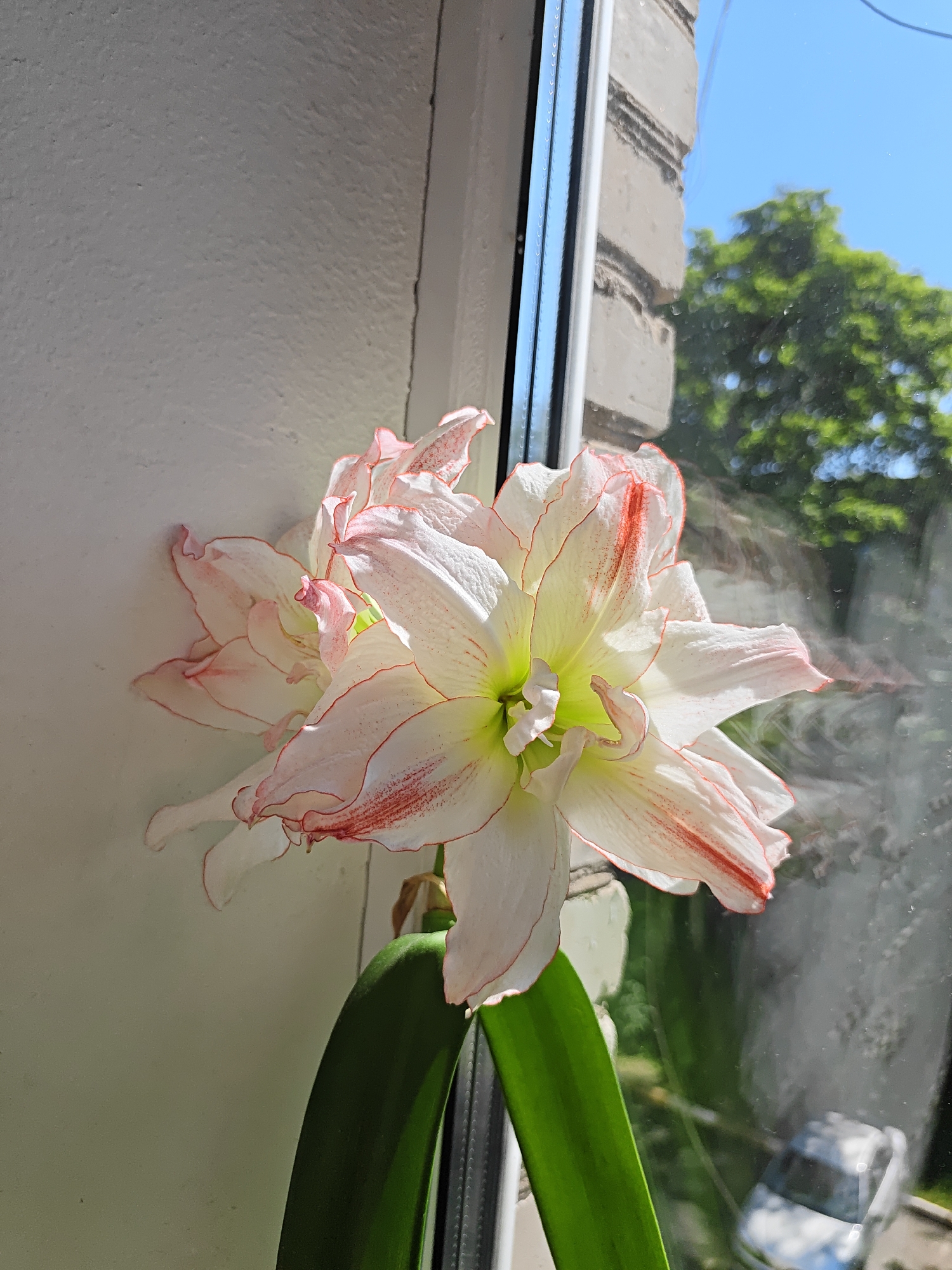 A close-up, slightly angled view captures a blooming Amaryllis flower with white petals edged in pink and red stripes. The flower is positioned on a windowsill, with a plain white wall to its left and a window to its right. Through the window, a blurred view shows green foliage and a bright blue sky, indicating an outdoor environment. A faint reflection of a parked vehicle is visible on the window's surface. The overall scene suggests a domestic setting, likely in a city such as Rodniki, Russia, where houseplants are commonly displayed near windows for sunlight. There are no people visible in the image.