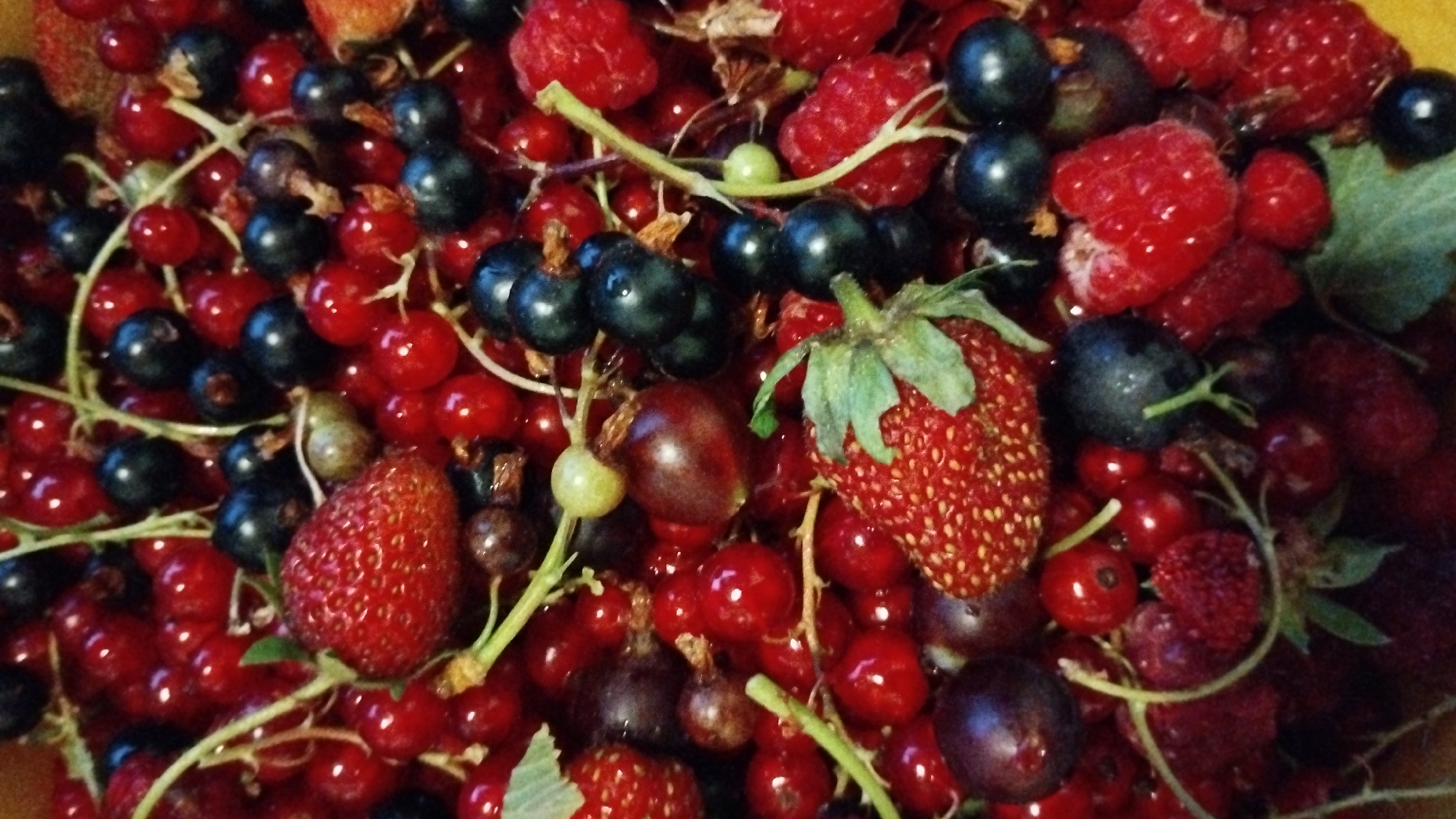 This media file is a close-up, overhead shot of a colorful assortment of fresh berries, including red currants, black currants, raspberries, and strawberries. The berries are packed together in a bowl, creating a rich tapestry of reds, blues, and purples. The lighting suggests an indoor setting, likely a kitchen or dining area, possibly during daylight hours. The overall impression is one of freshness and abundance, with the berries appearing ripe and ready to eat. There is no text visible in the image, and the focus is entirely on the natural beauty and texture of the fruit. The arrangement of the berries, with some still on their stems, suggests they have been recently harvested or prepared for consumption. The depth of field is shallow, with the berries in the foreground being sharper than those in the background, drawing the viewer's eye to the details of the fruit's surface. The composition is organic and natural, without any artificial arrangement or styling.