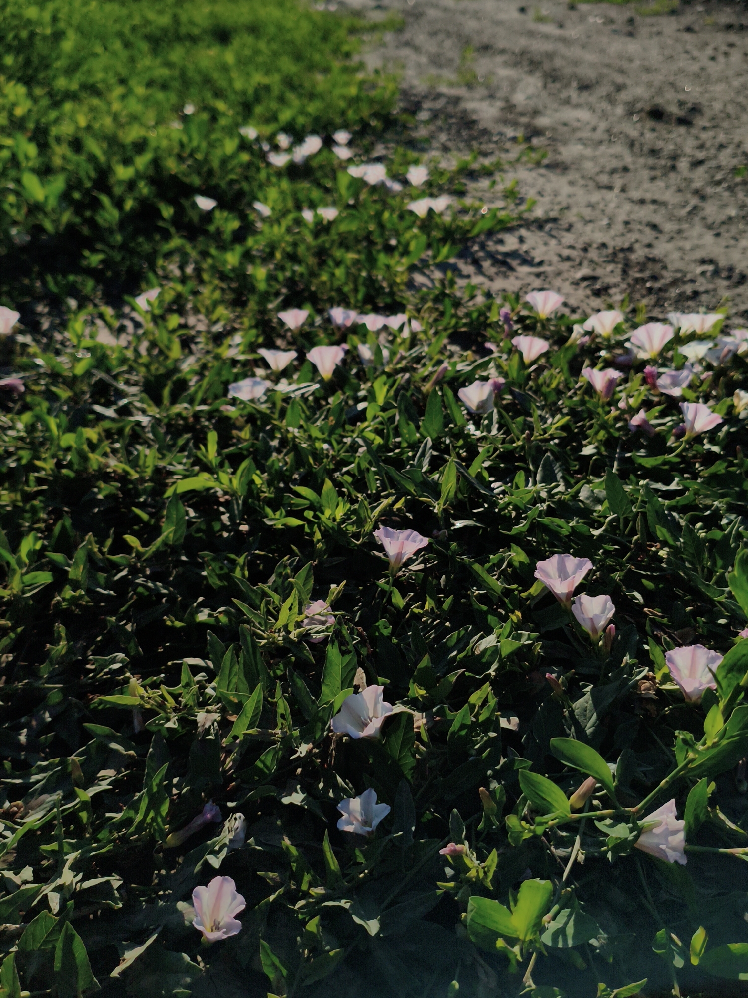 The image depicts a close-up view of a ground cover of lush green vegetation with numerous small, pale pink and white trumpet-shaped flowers. The flowers are scattered throughout the dense foliage, with some in focus and others slightly blurred. The background consists of a patch of dry, sandy soil that transitions into a blurred area of green grass on the upper left. The scene appears to be outdoors, possibly in a natural or semi-natural setting within the city of Ustyvytsia, Ukraine. There are no people or animals visible in the image, and no specific actions or interactions are captured. The overall impression is one of natural growth and blooming flora.