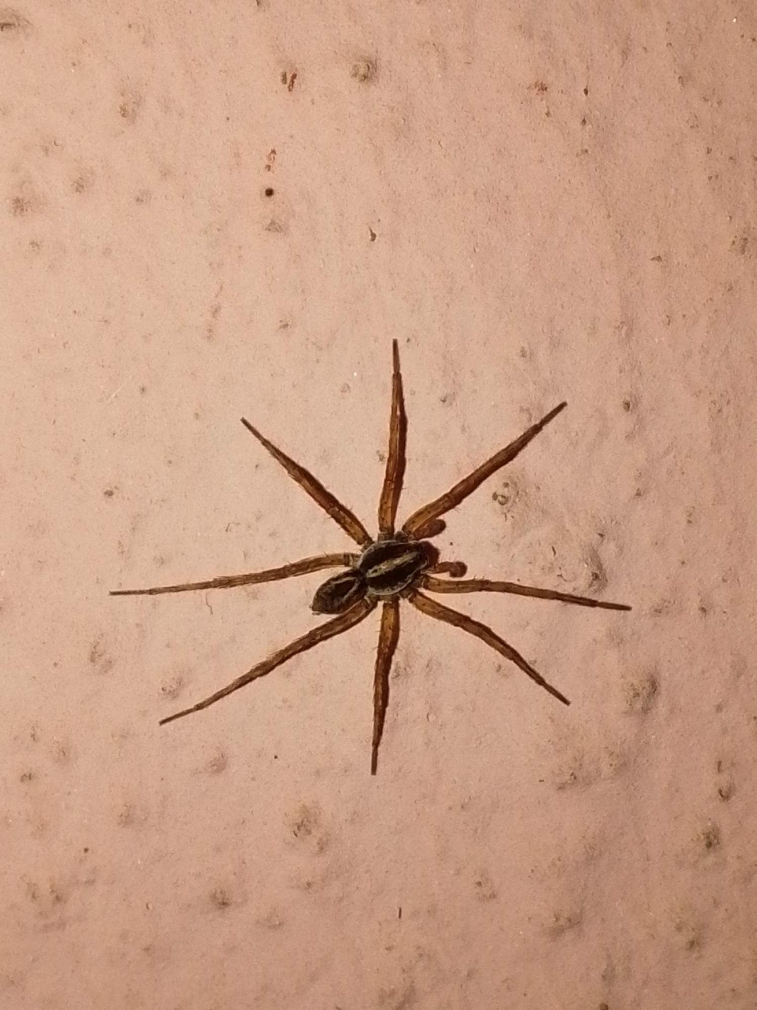 A wolf spider with brown and black markings is centered on a sandy, light-colored surface. The spider's legs are spread out, and its body is elongated. The background is textured and appears to be a dry, dusty ground, possibly in an outdoor environment. There is no indication of the city of Serti, Nigeria, or any specific location within it.