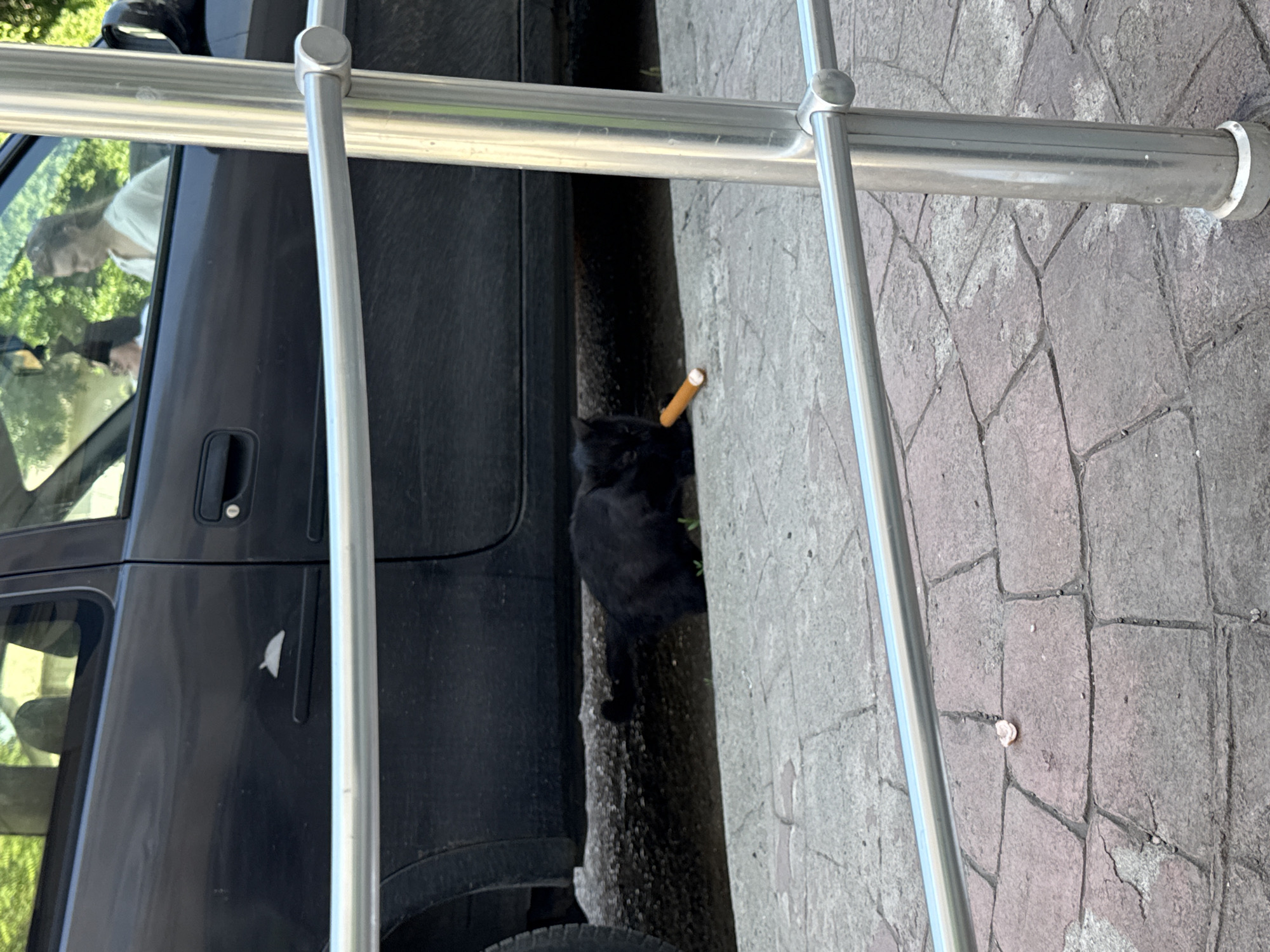 In Sofia, Bulgaria, a black cat is seen lying on a paved area next to a dark-colored car. The cat is interacting with an object that appears to be a cigarette butt, with one end in its mouth. Behind the cat, a small amount of dirt and some green shoots are visible. In the background, through the car window, two people can be seen inside the vehicle. The scene is framed by a silver railing in the foreground. The ground is paved with rectangular bricks of varying shades of gray and pink.