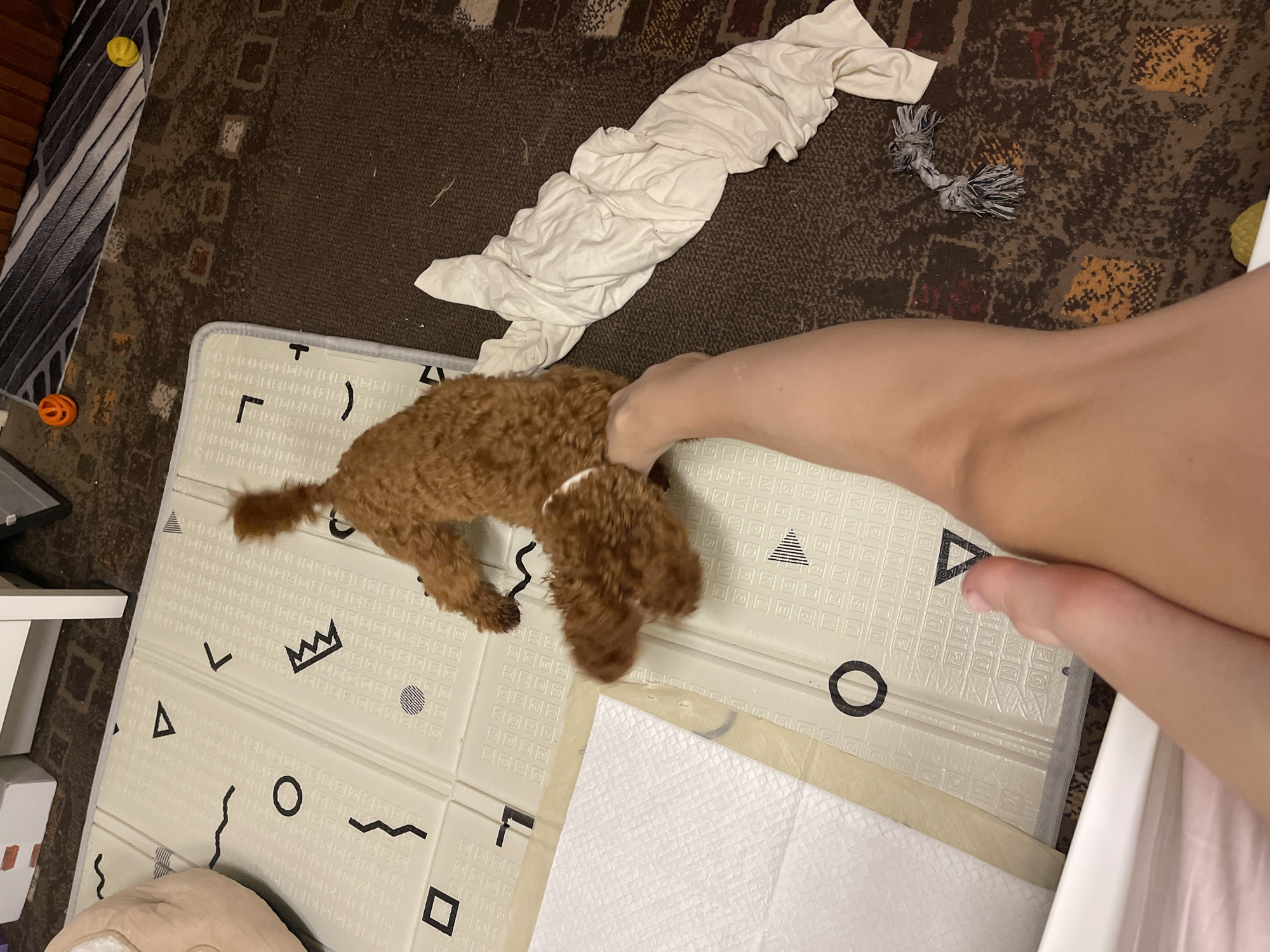 The image shows a close-up view of a person's legs and feet on a patterned mat next to a small, brown dog. The dog is lying on its back, with its paws in the air, and appears to be interacting with the person's leg. A white blanket is draped on the carpet beside the mat, and a dog toy is also visible on the floor. The setting appears to be indoors, possibly a living room or play area. There is no information in the image to indicate the location in the city of Sofia, Bulgaria.